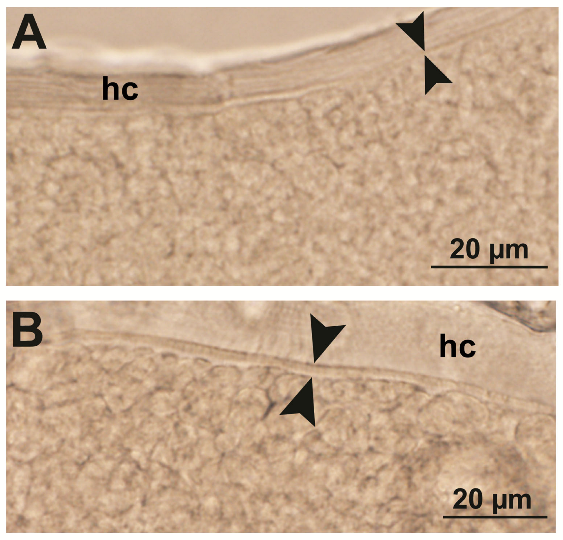 Parasitologia 05 00024 g001 Parasitologia 05 00024 g001