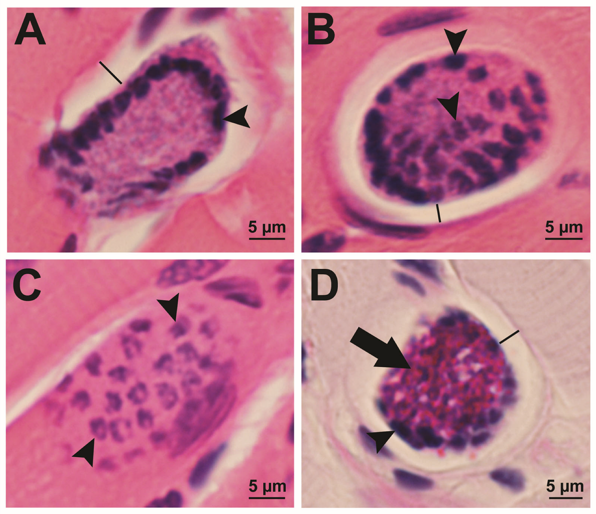 Parasitologia 05 00024 g003 Parasitologia 05 00024 g003