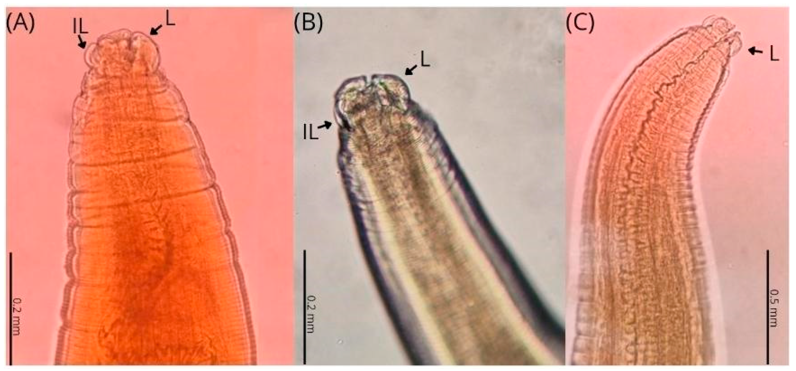 Parasitologia 05 00032 g001