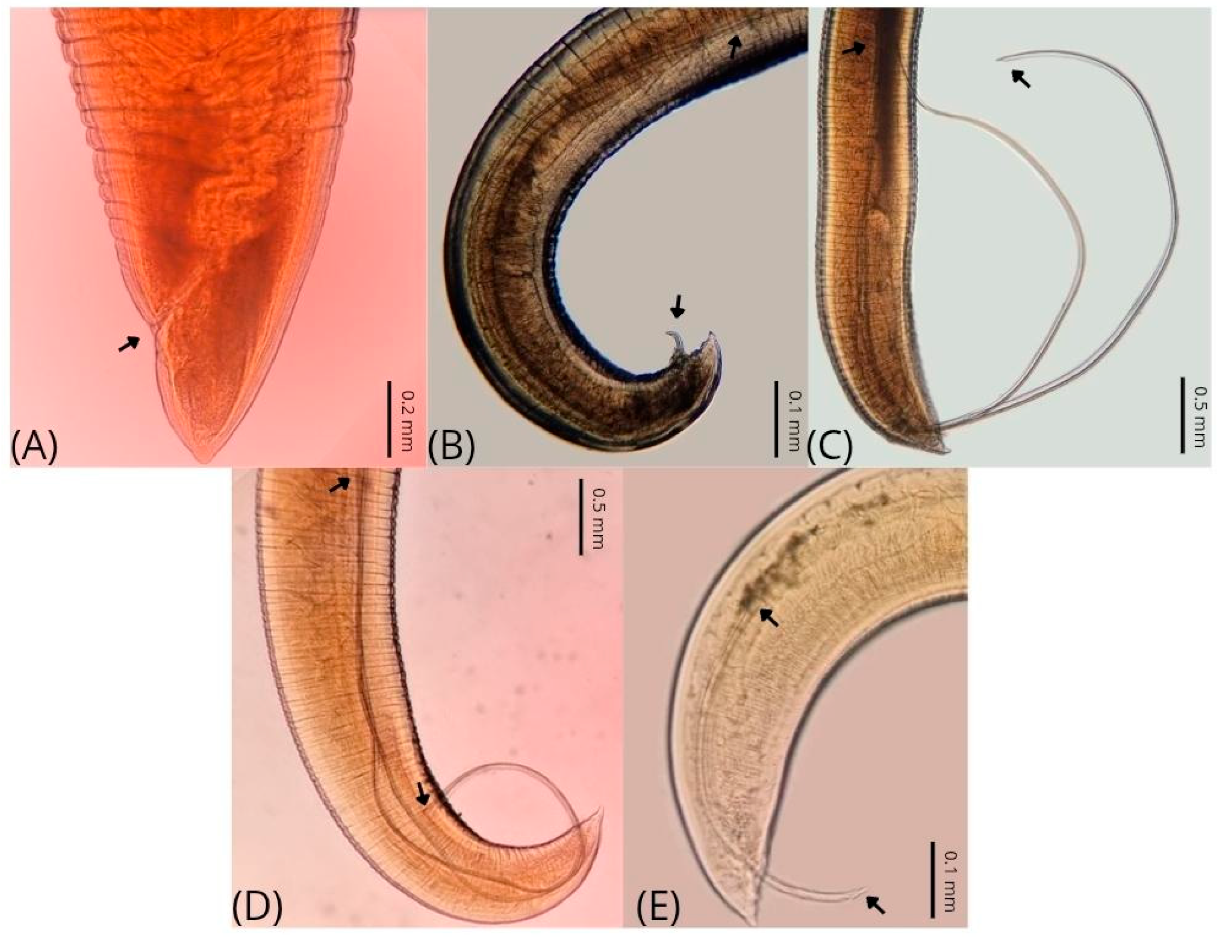 Parasitologia 05 00032 g002
