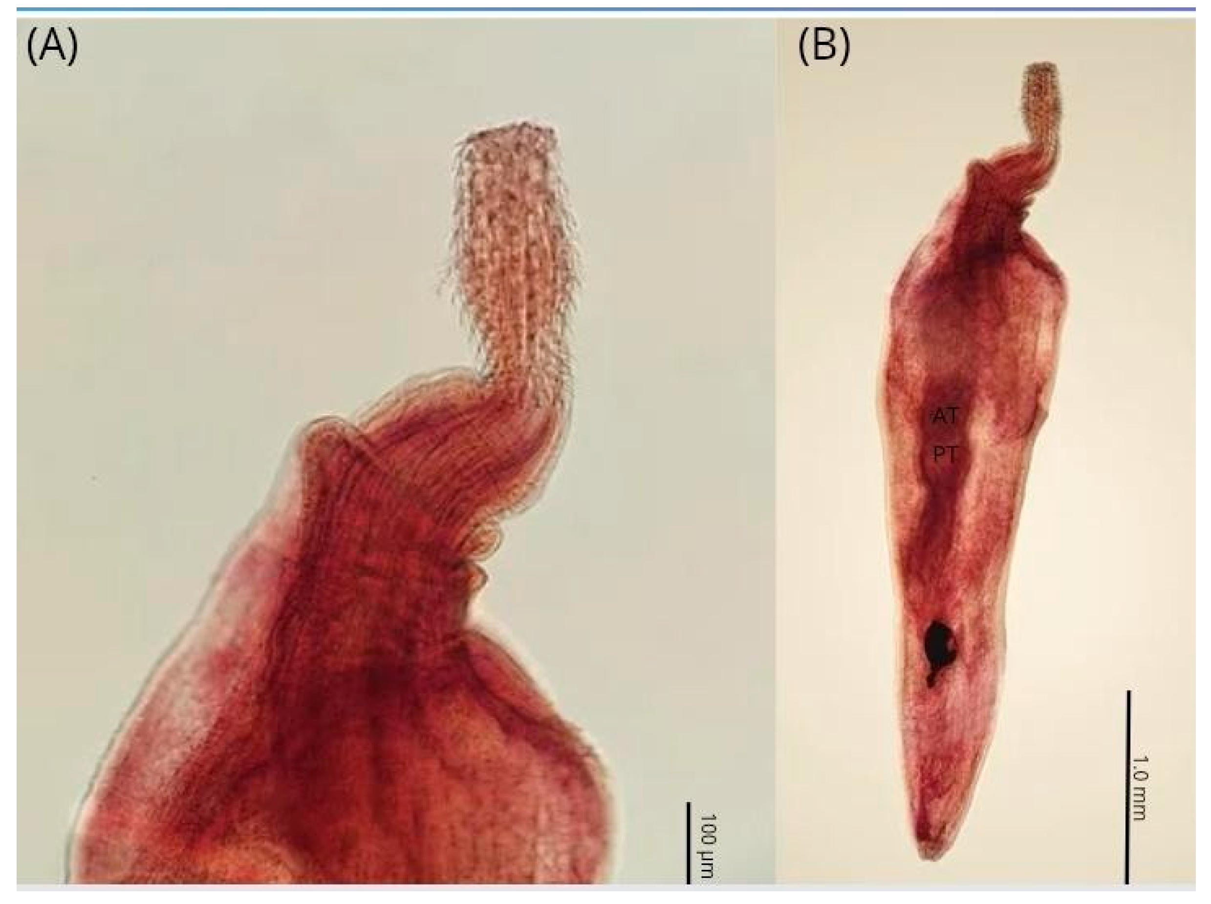 Parasitologia 05 00032 g004