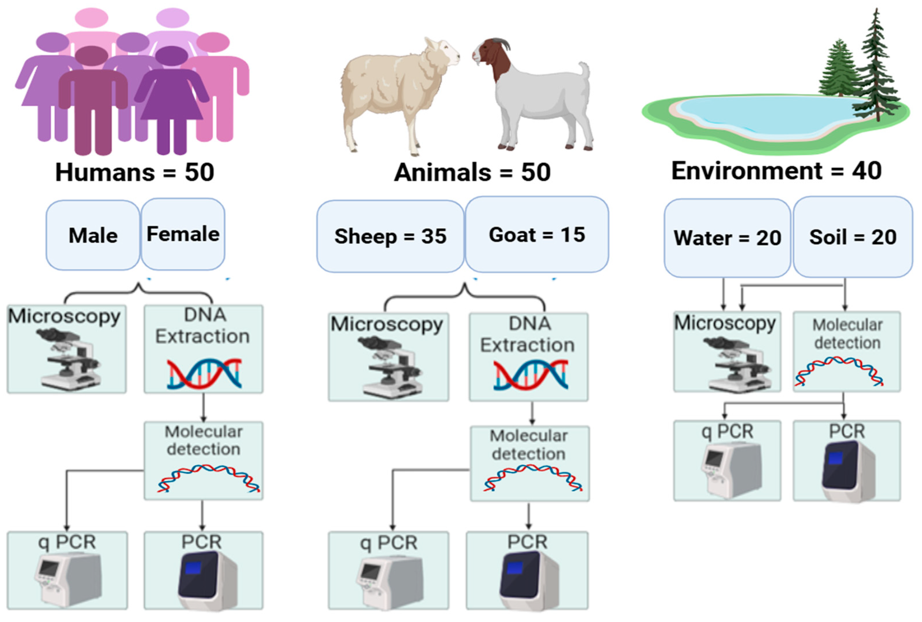 Parasitologia 05 00034 g002