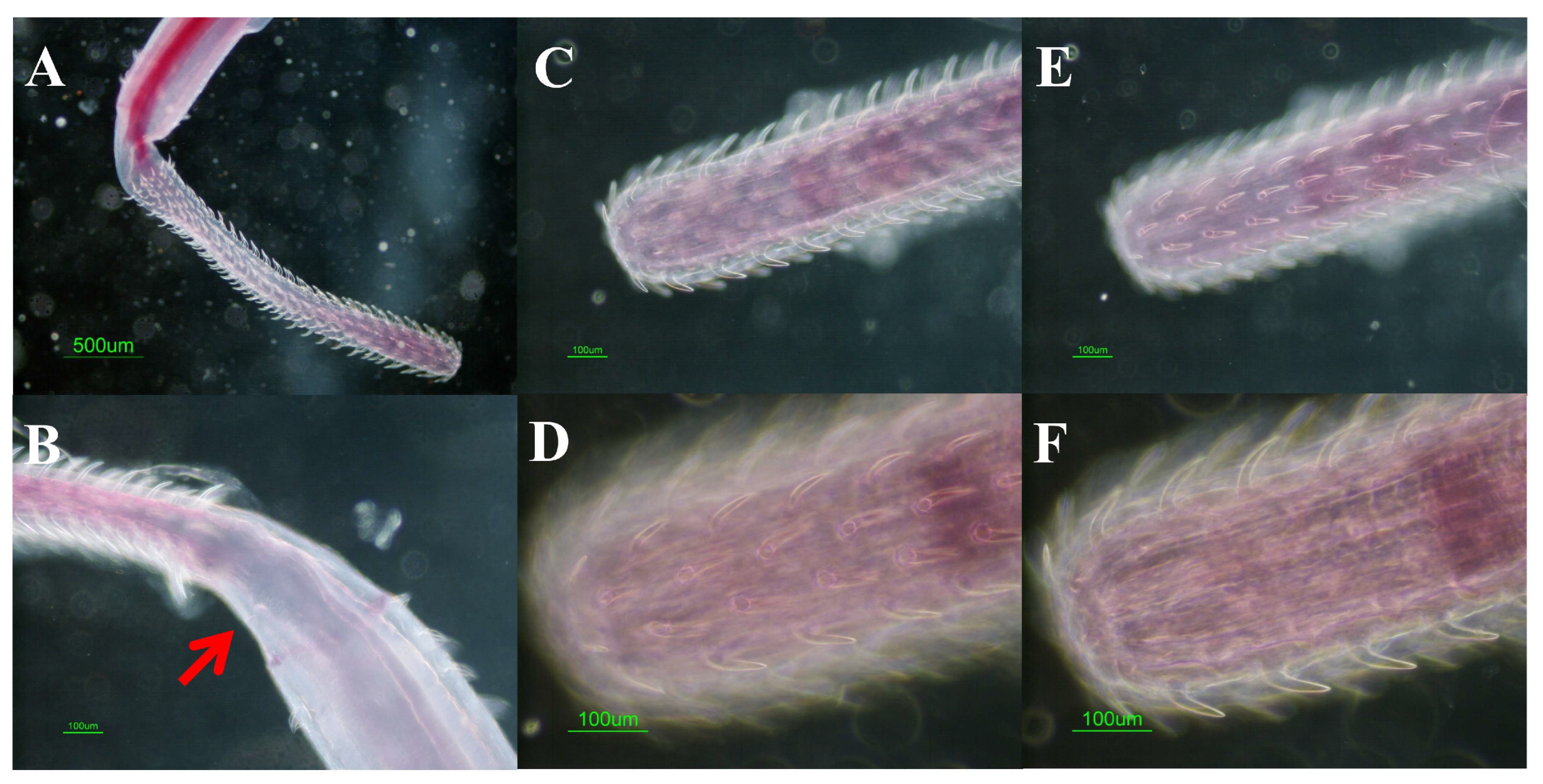 Parasitologia 05 00037 g001