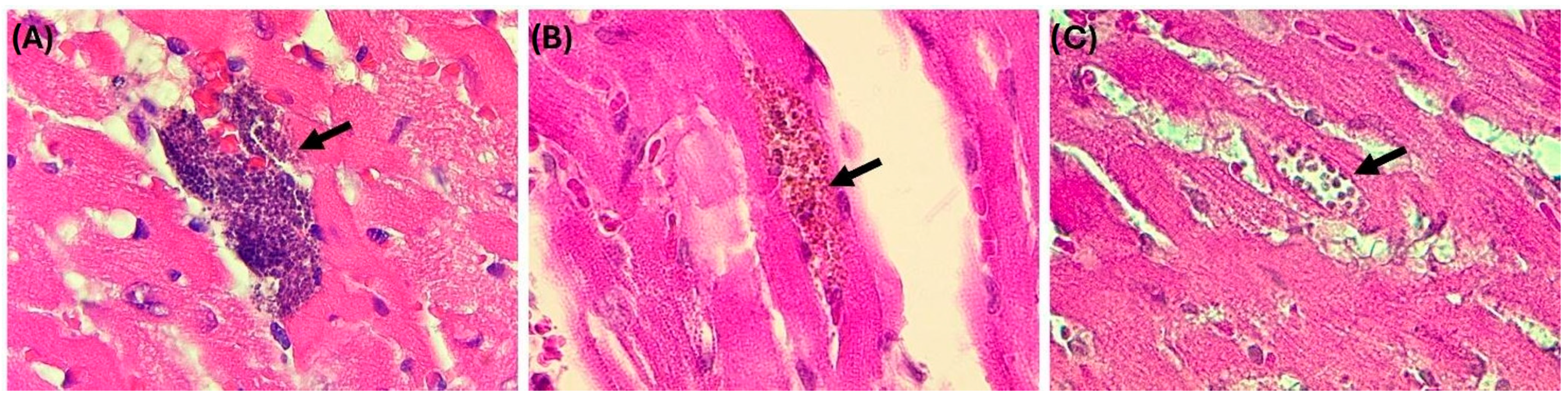 Parasitologia 05 00046 g002