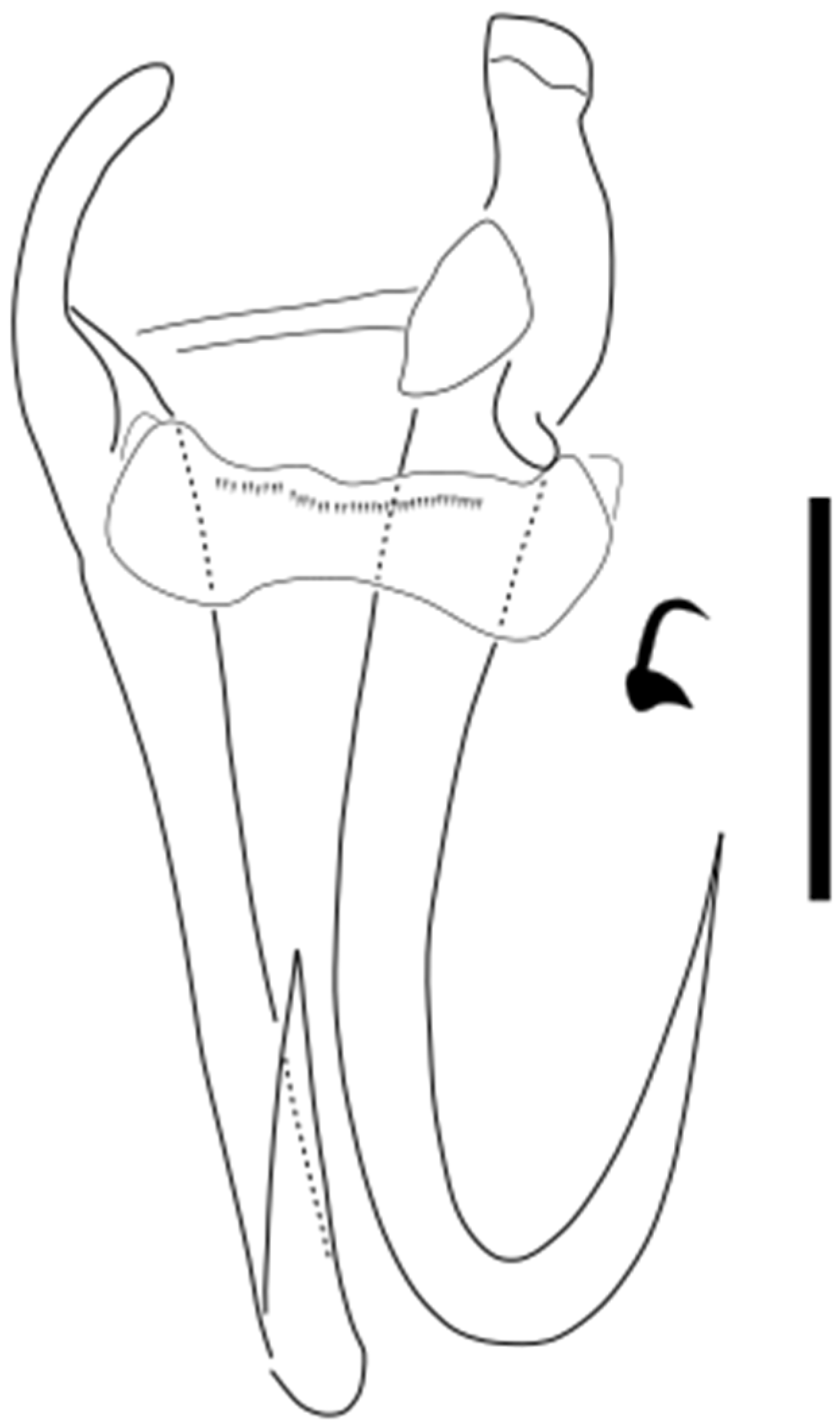 Parasitologia 05 00061 g009