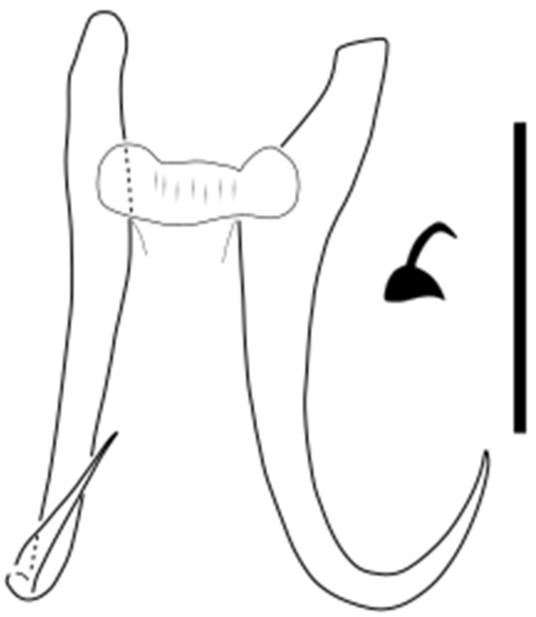 Parasitologia 05 00061 g011