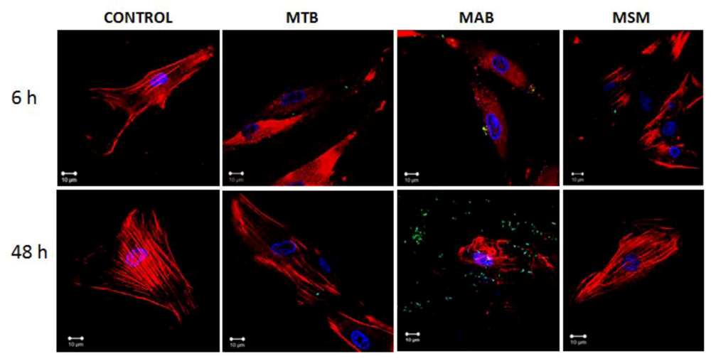 Pathogens 02 00013 g003 1024