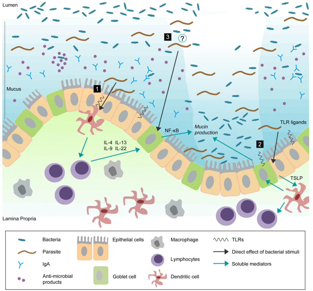 Pathogens | Free Full-Text | Goblet Cells and Mucins: Role in Innate