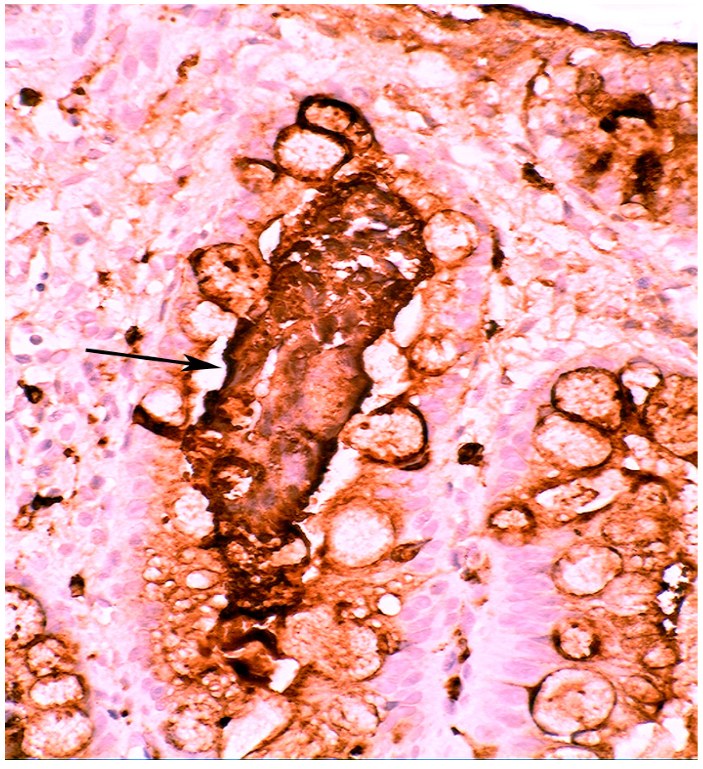 Pathogens 03 00073 g003