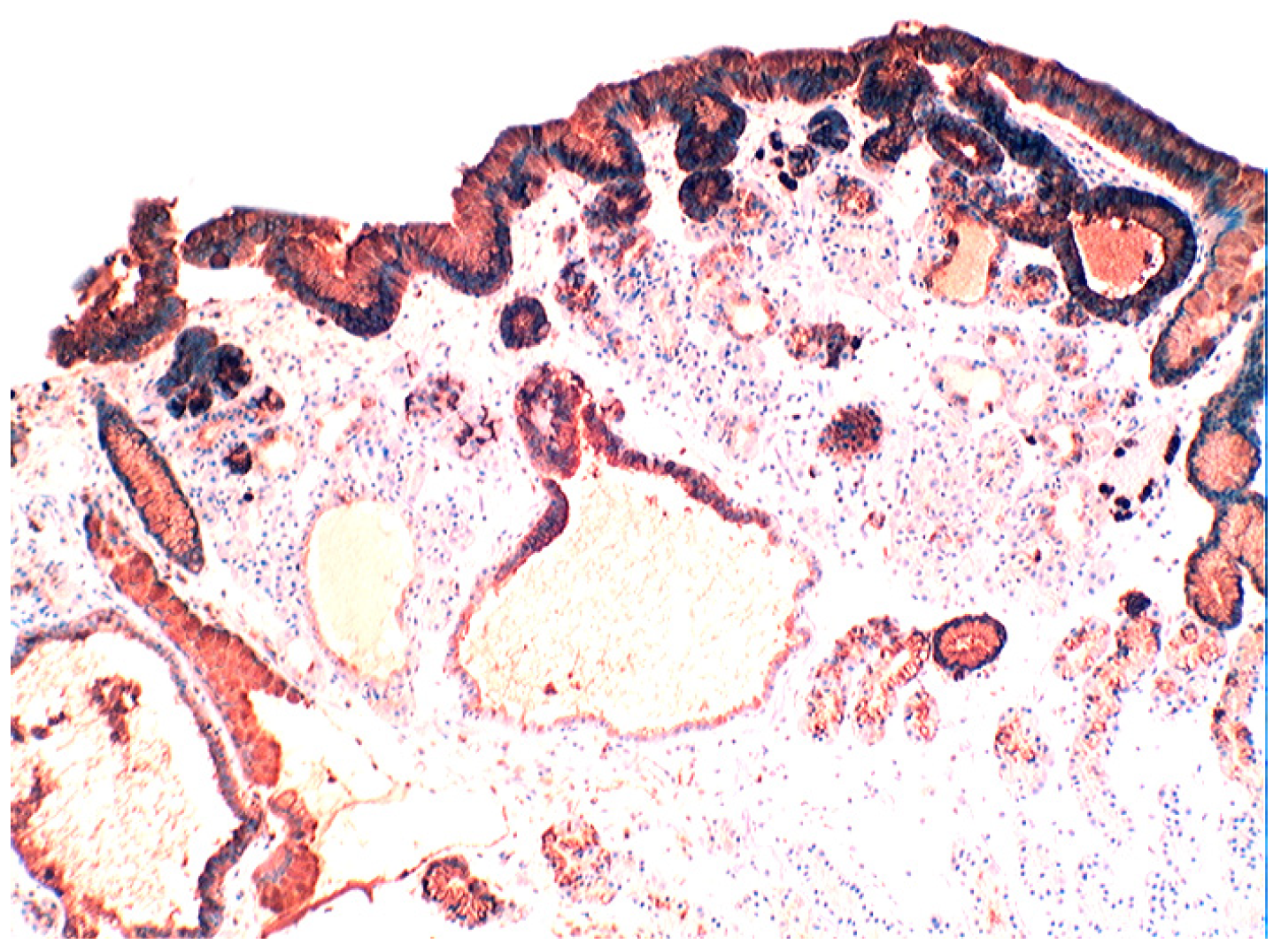 Pathogens 03 00073 g008