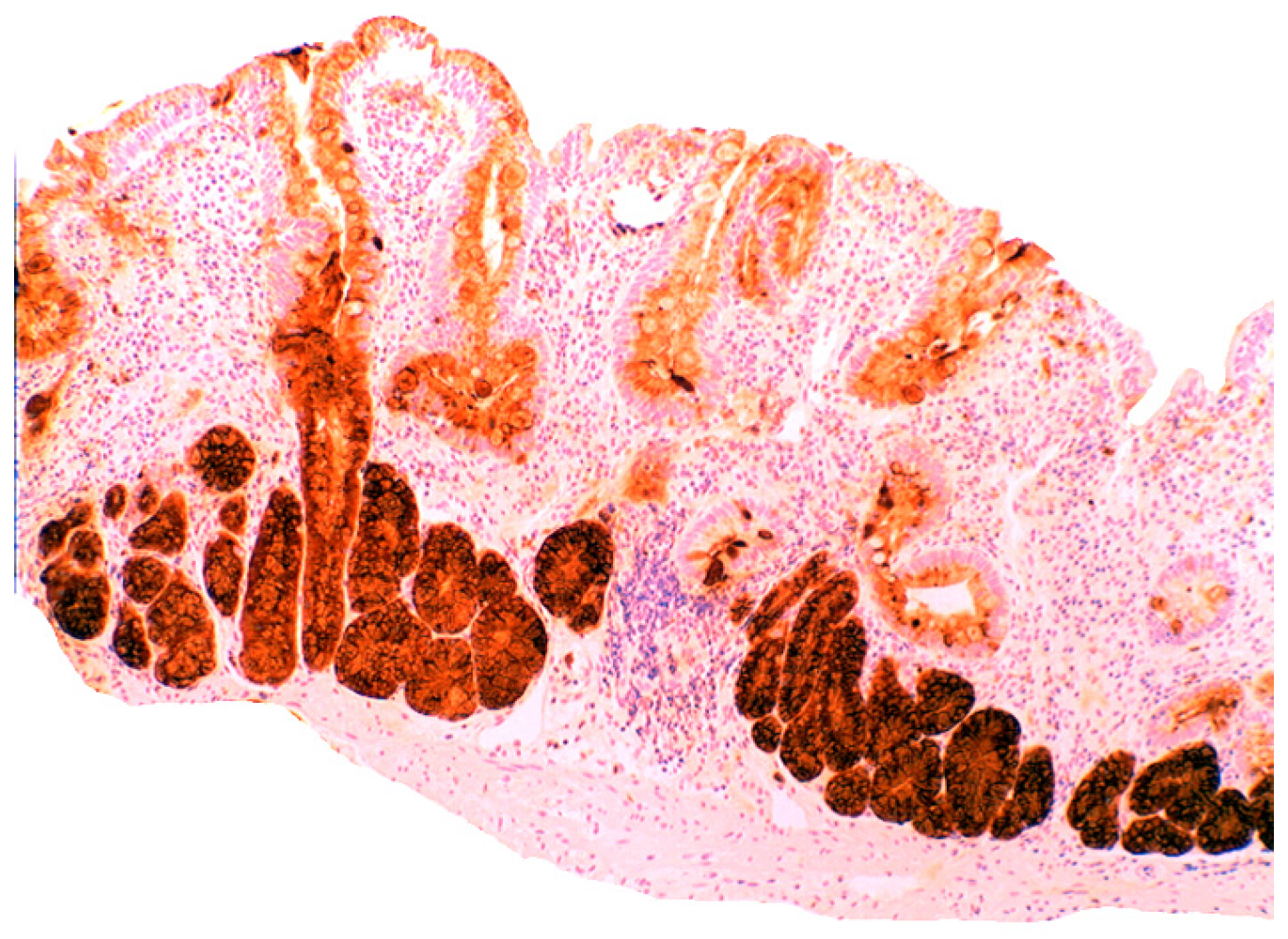 Pathogens 03 00073 g010