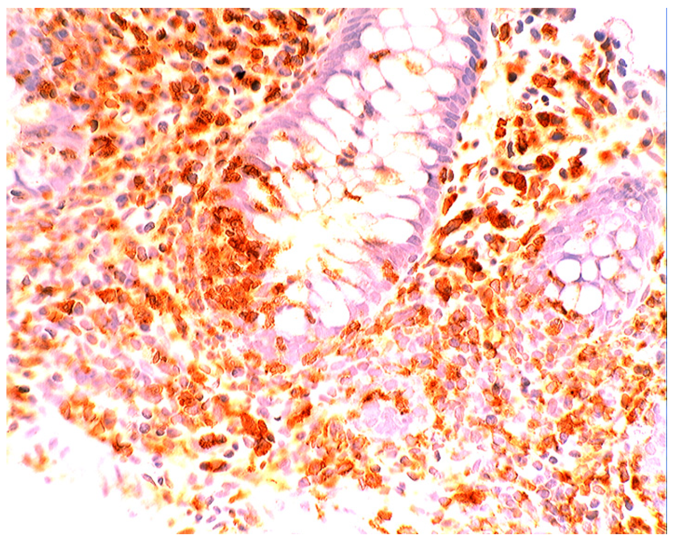 Pathogens 03 00073 g016