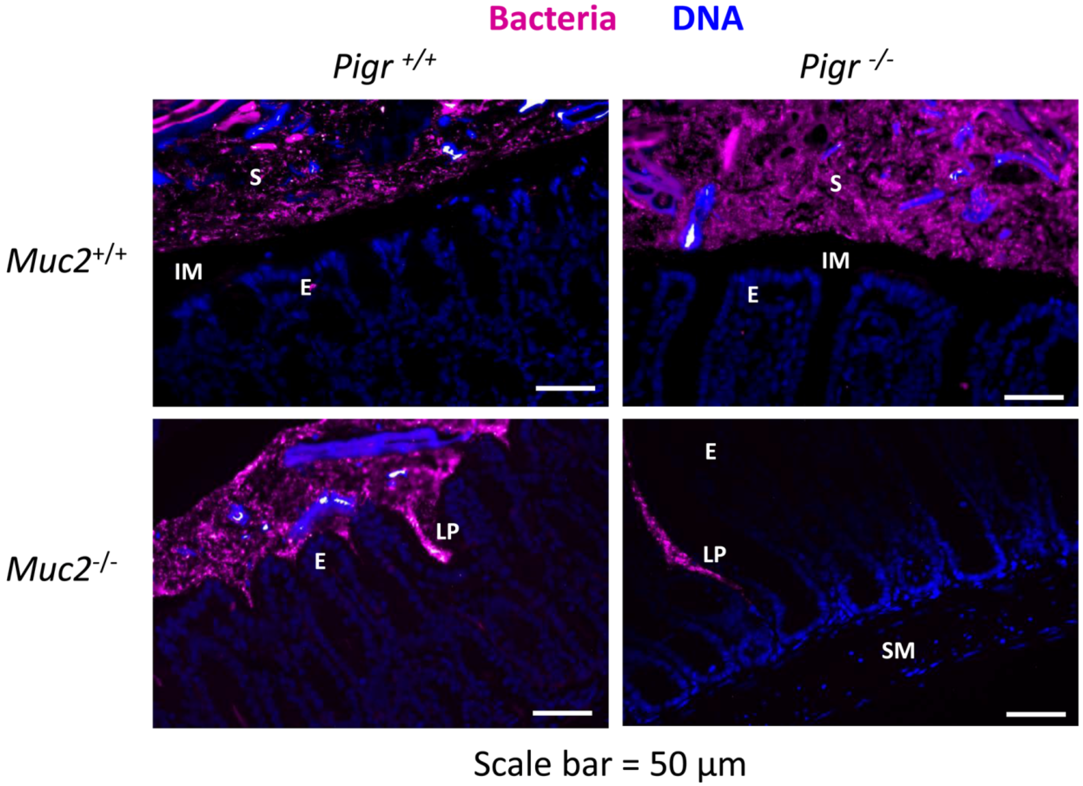 Pathogens 03 00390 g004