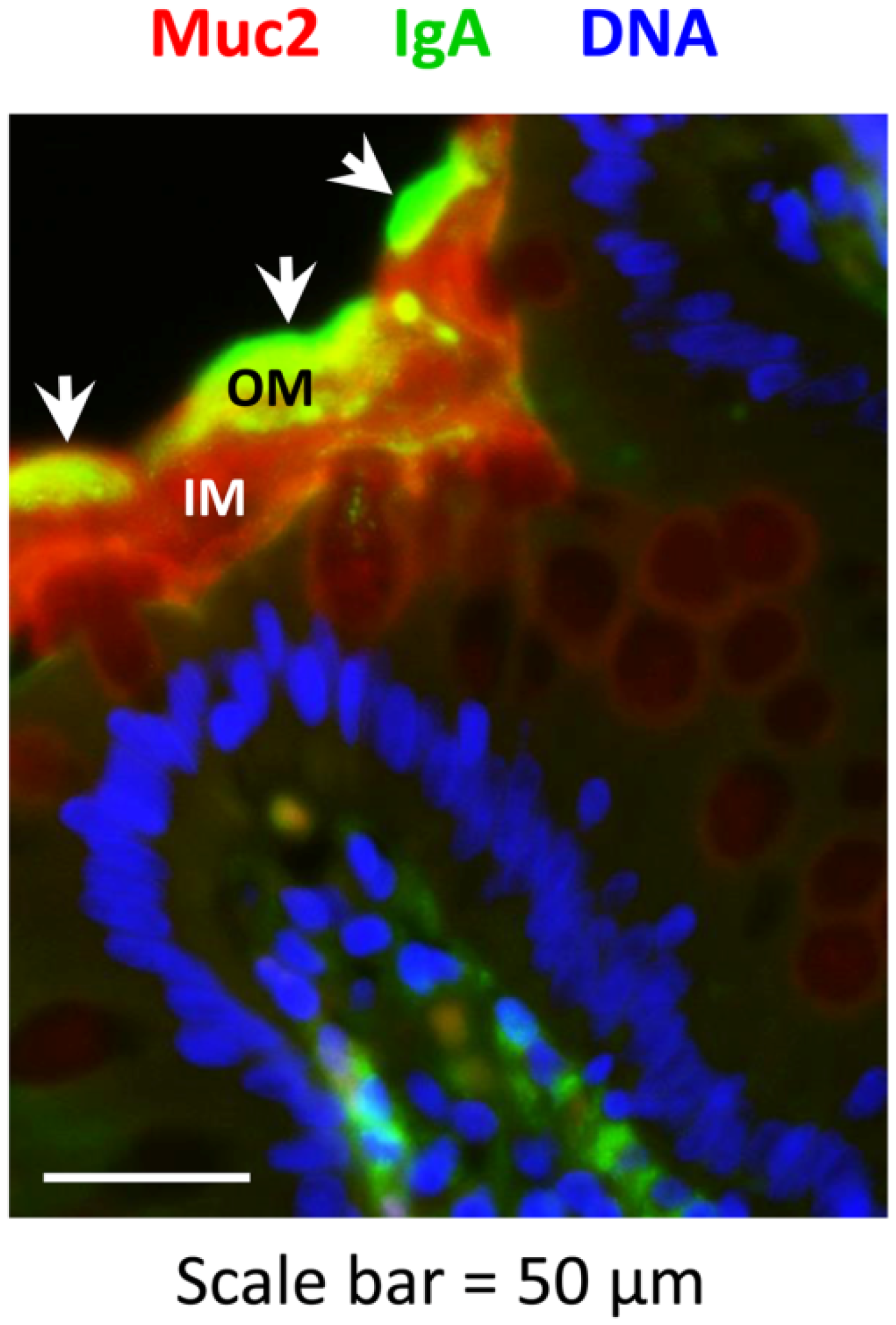 Pathogens 03 00390 g006