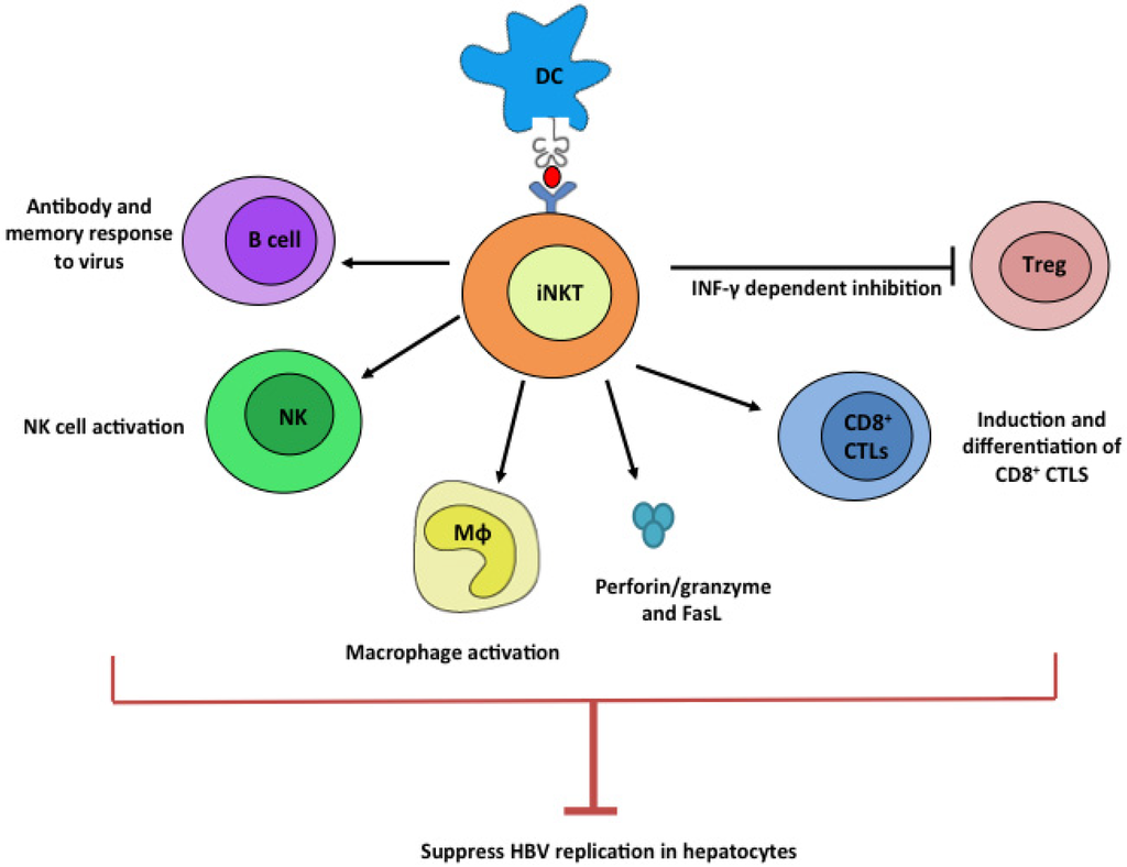 Exploring the Therapeutic Potentials of iNKT Cells for Anti Exploring the Therapeutic Potentials of iNKT Cells for Anti