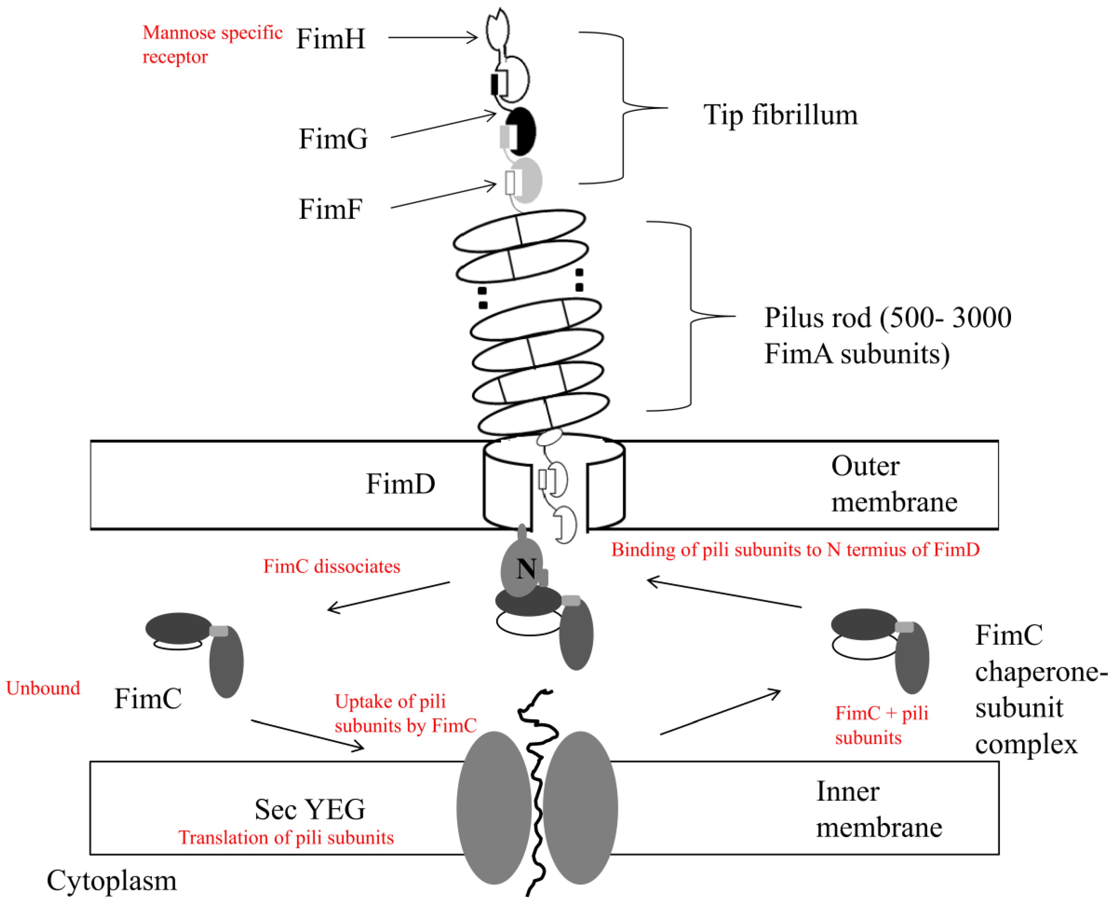 Pathogens 03 00596 g001