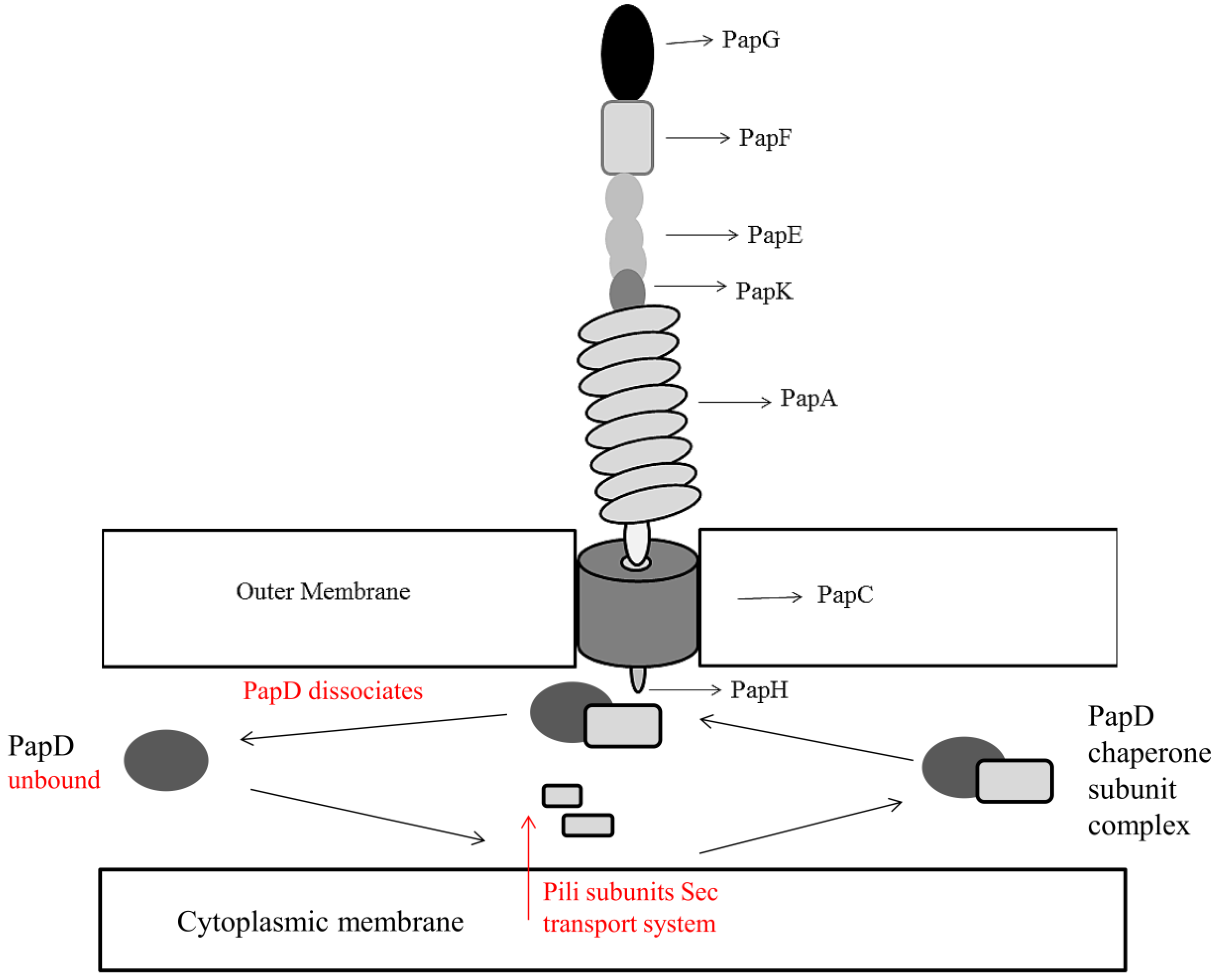 Pathogens 03 00596 g002