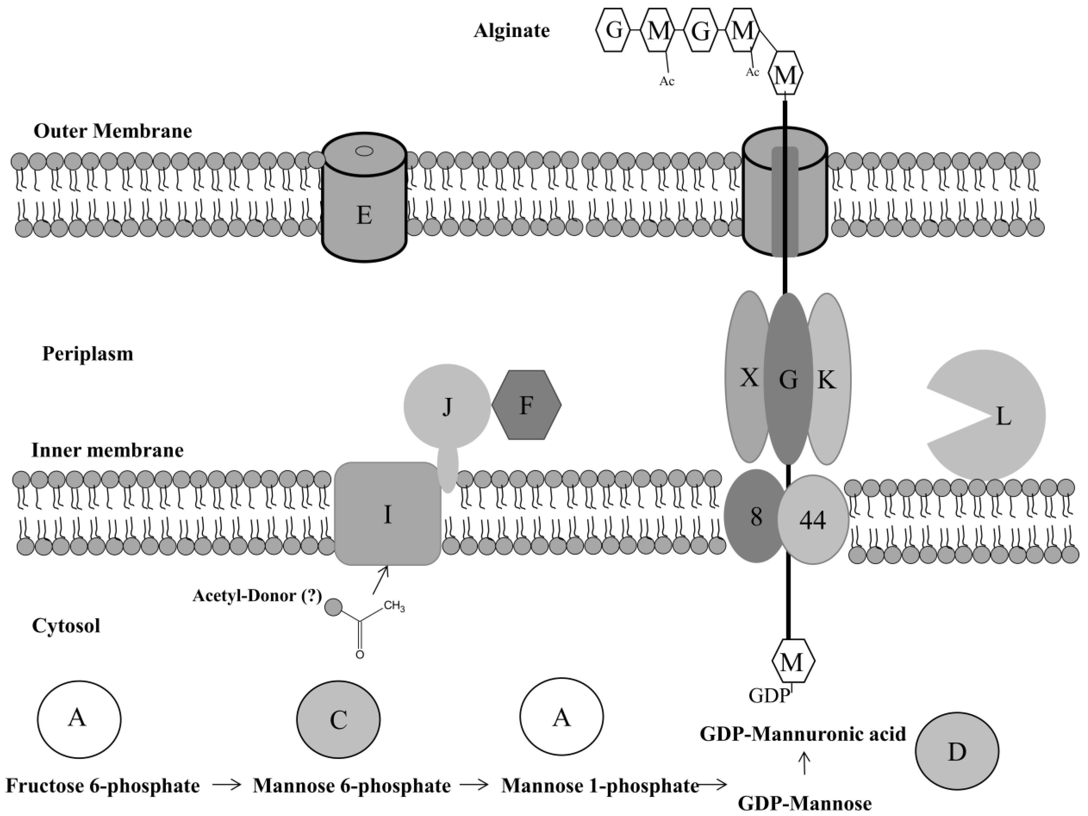 Pathogens 03 00596 g003