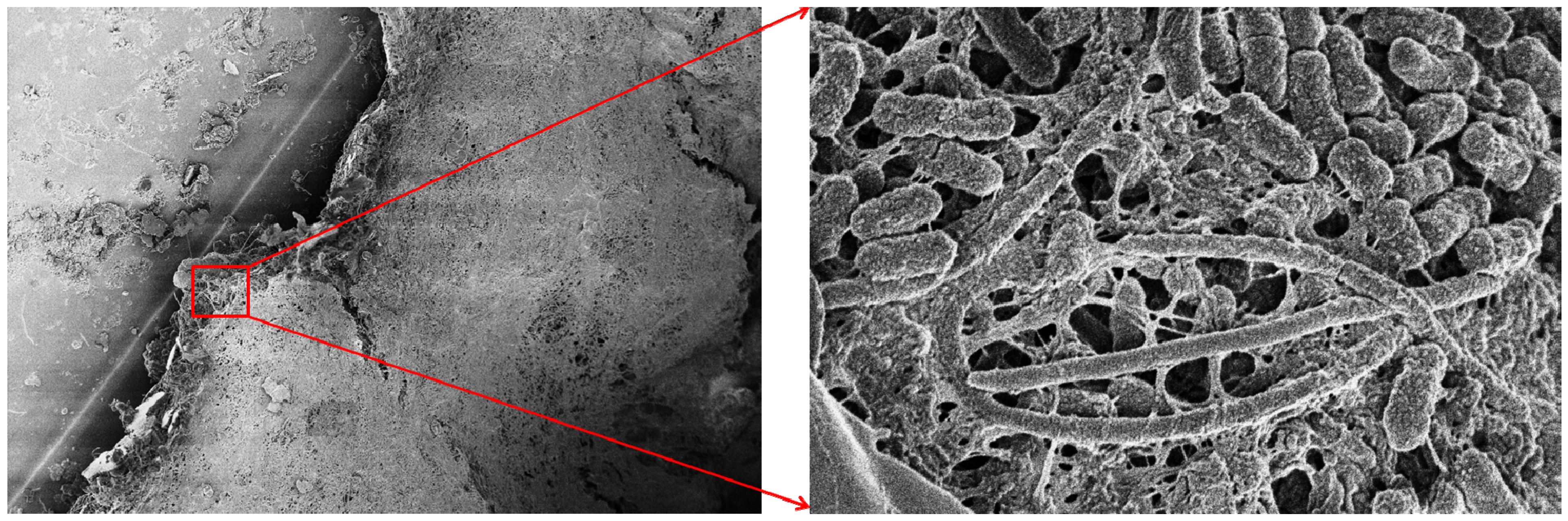 Pathogens 03 00743 g002