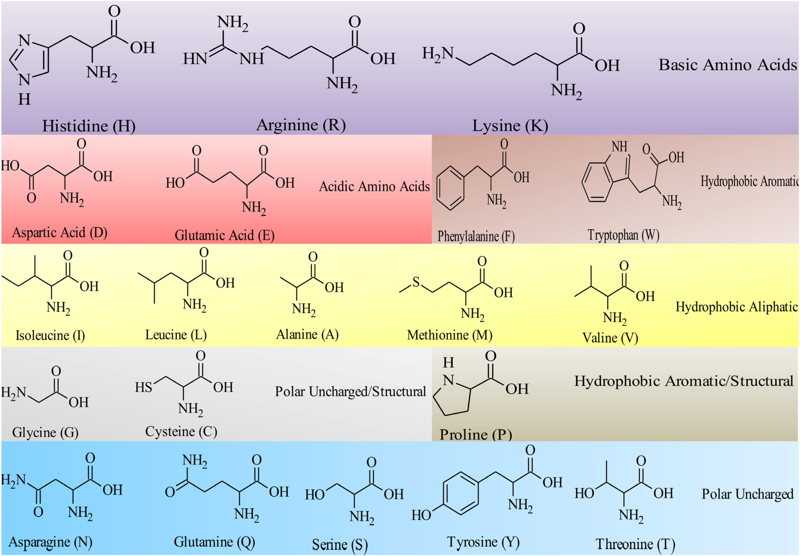 13 аминокислот. 20 Amino acids. Structure 20 Amino acid. Polar Amino acids. Amino acids structure.