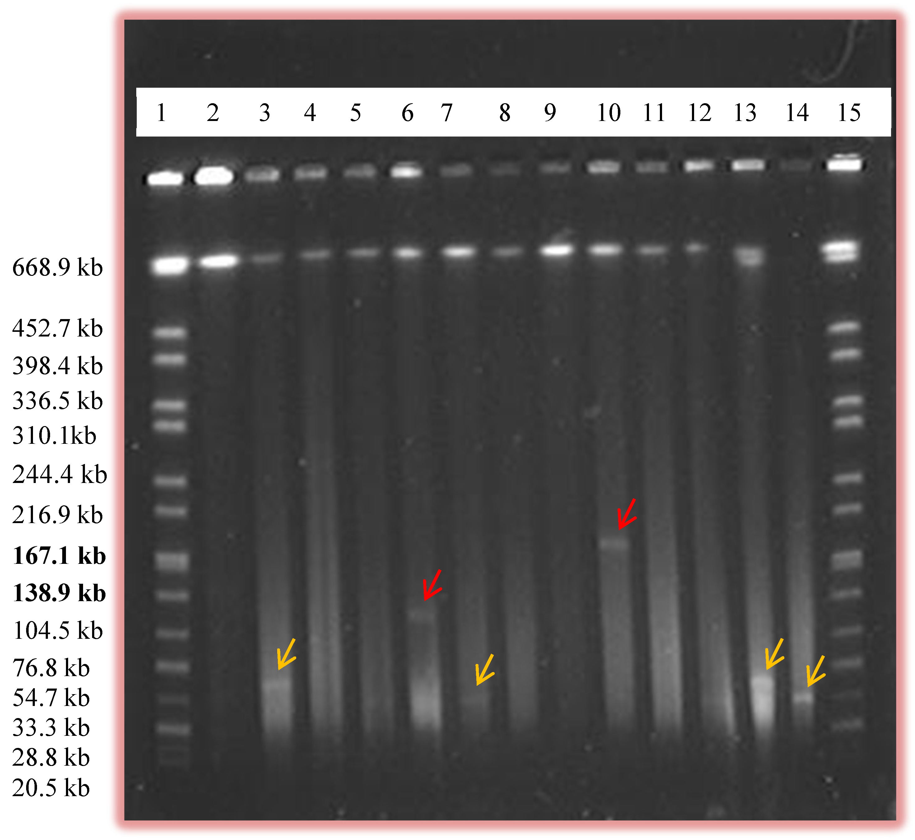 Pathogens 03 00833 g002