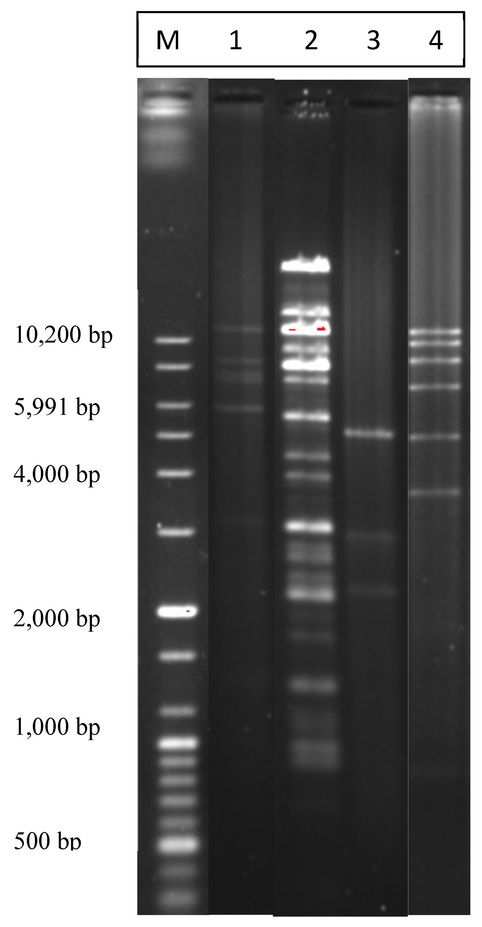 Pathogens 03 00833 g003