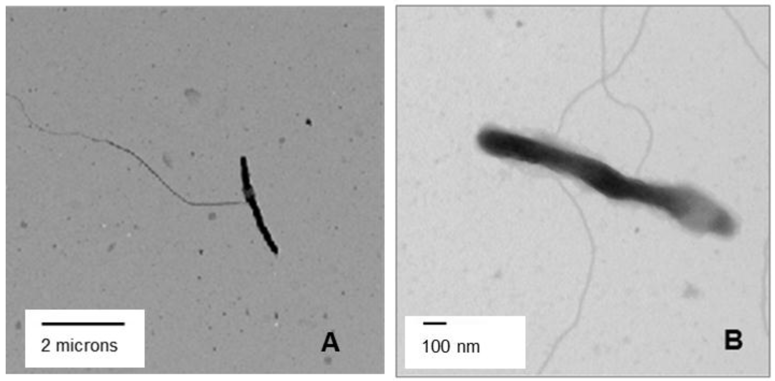 Pathogens 03 00875 g003