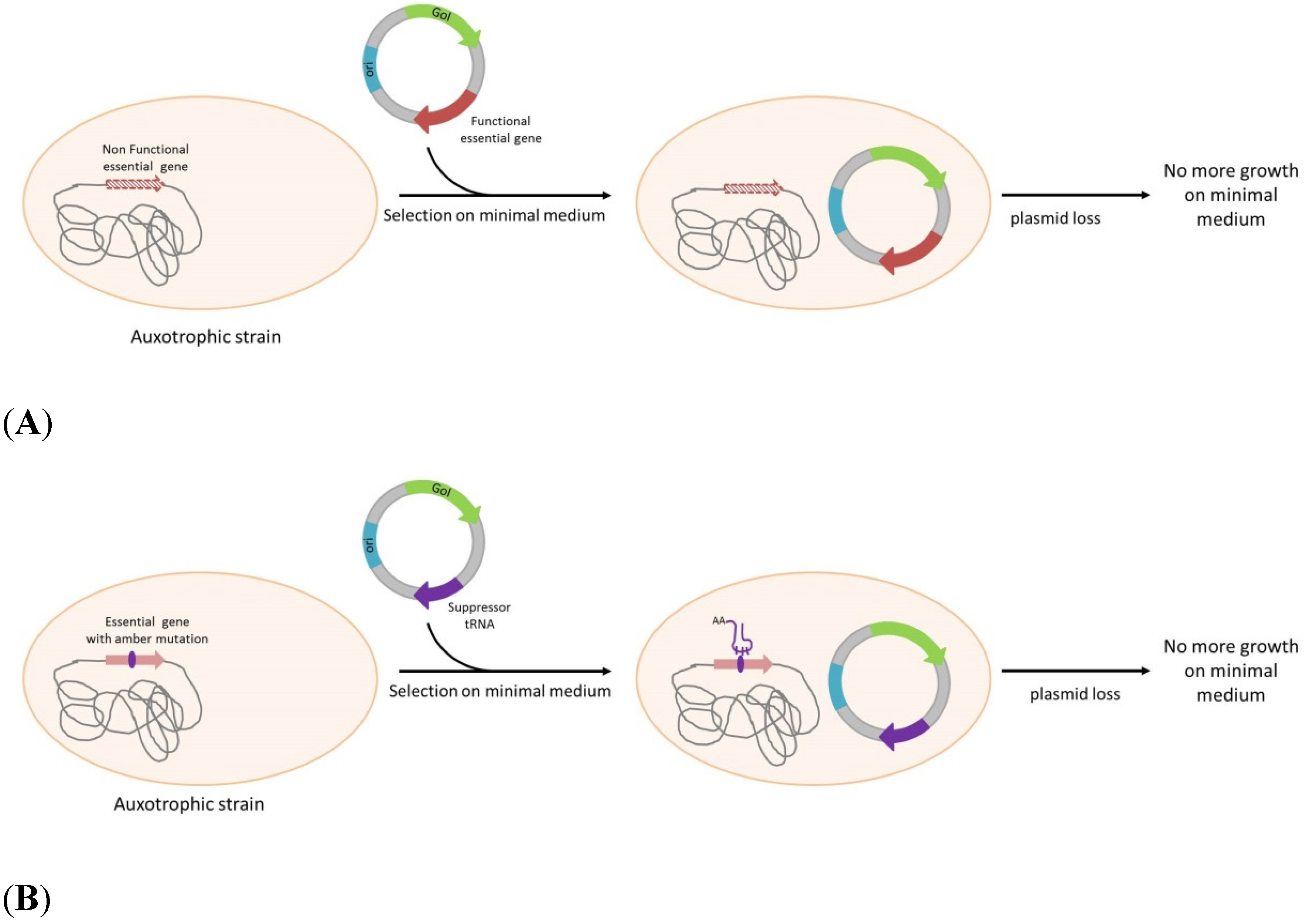 Bacteria carrying a plasmid with an antibiotic resistance gene are important in cloning because