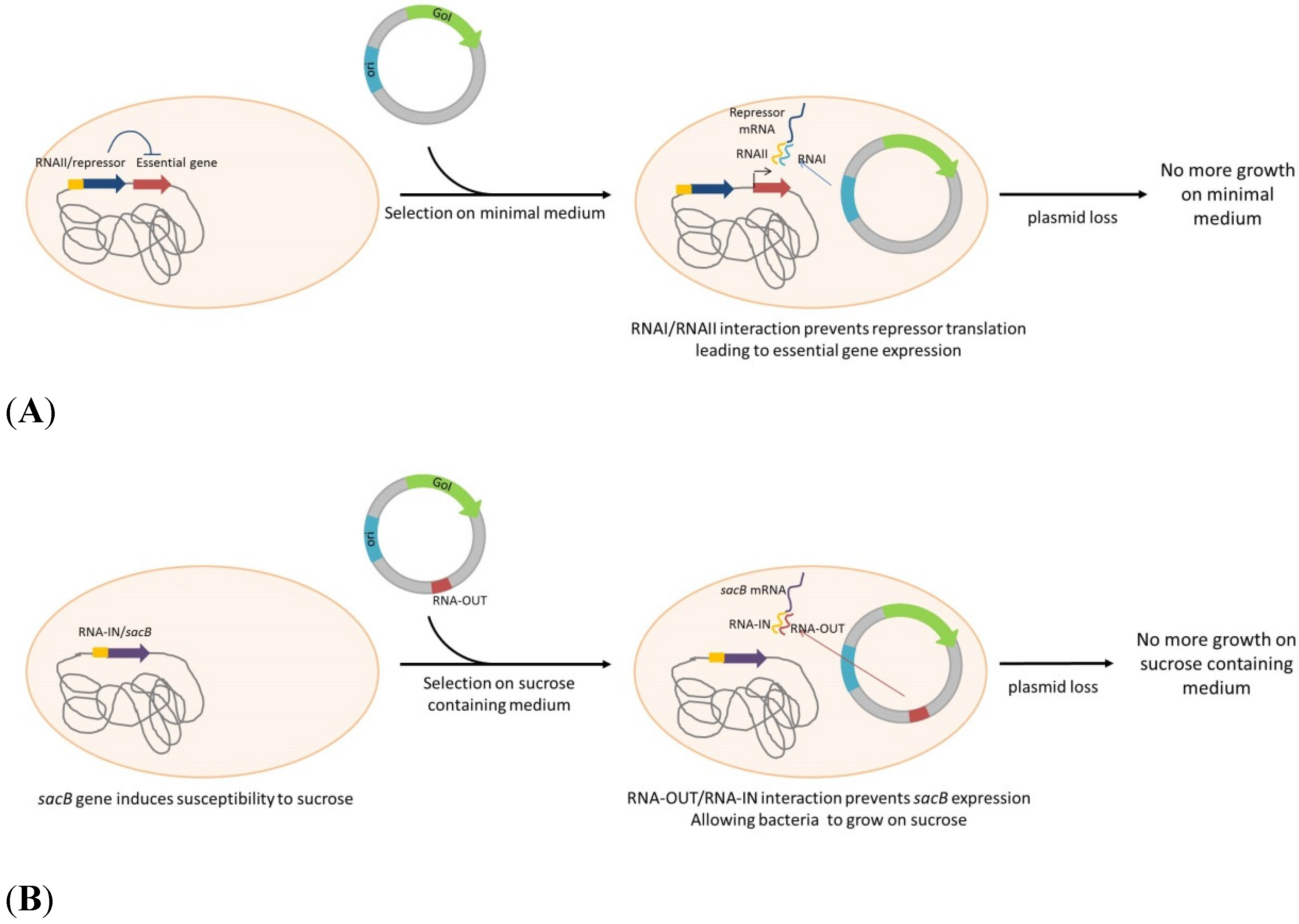 Pathogens 04 00157 g004