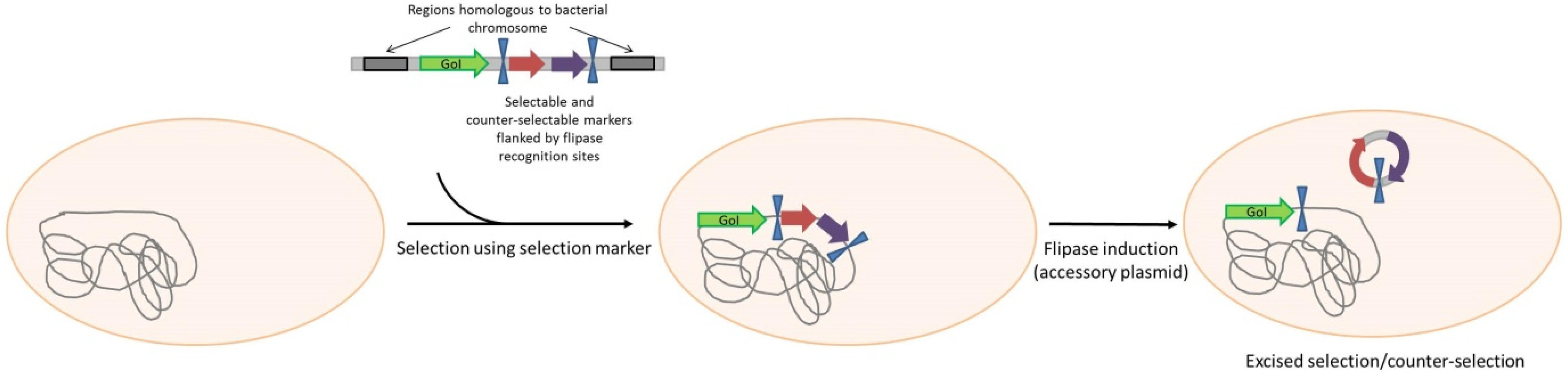 Pathogens 04 00157 g005