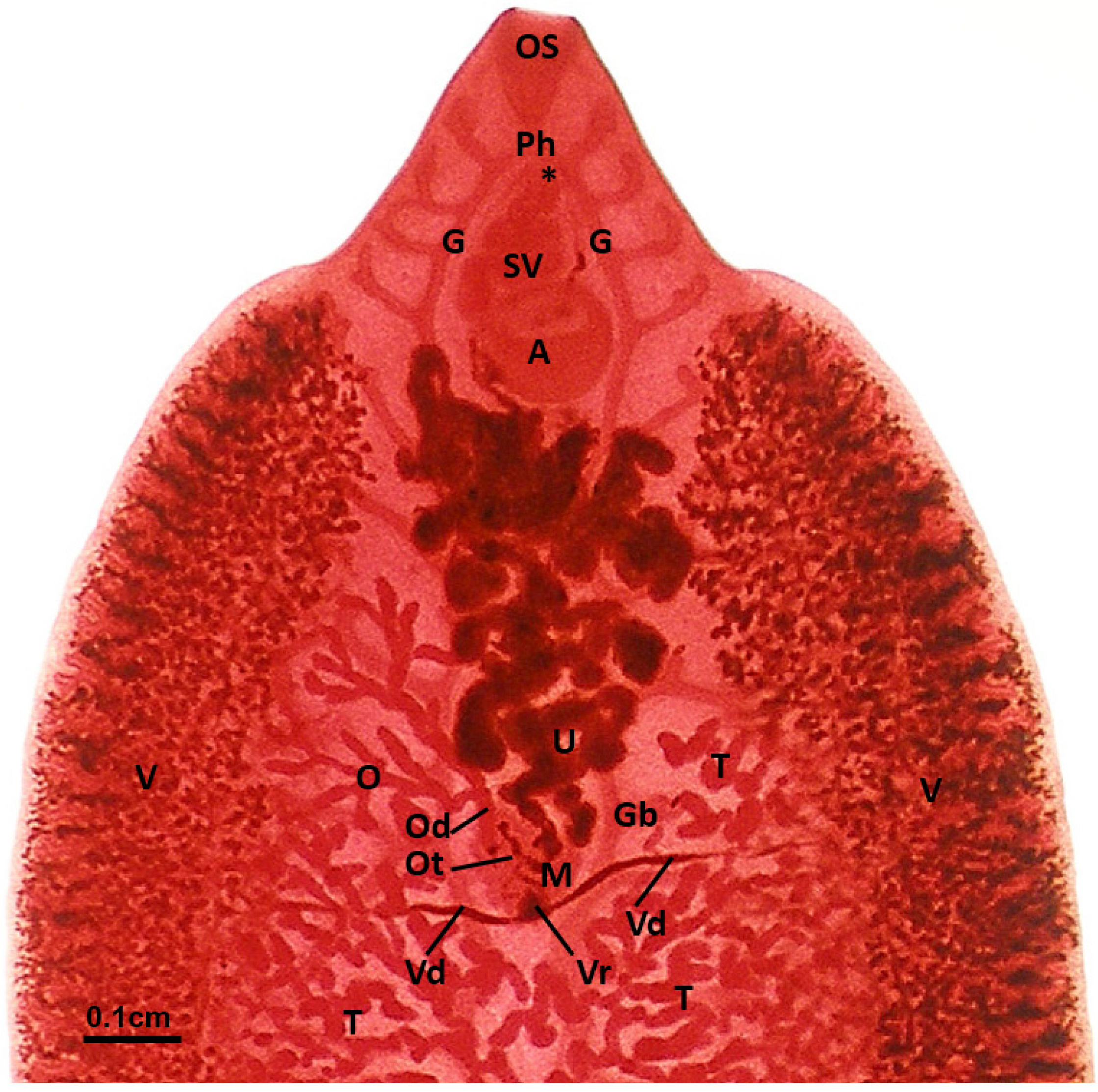 Pathogens 04 00431 g001