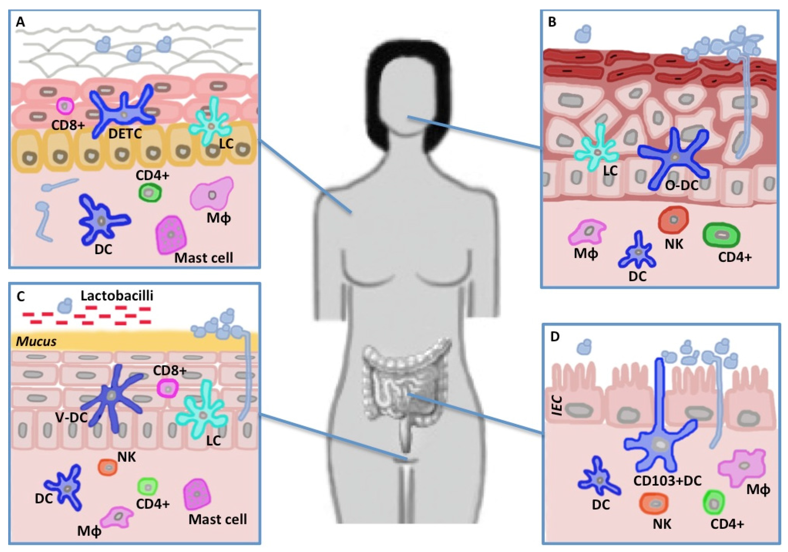 Pathogens 04 00639 g002