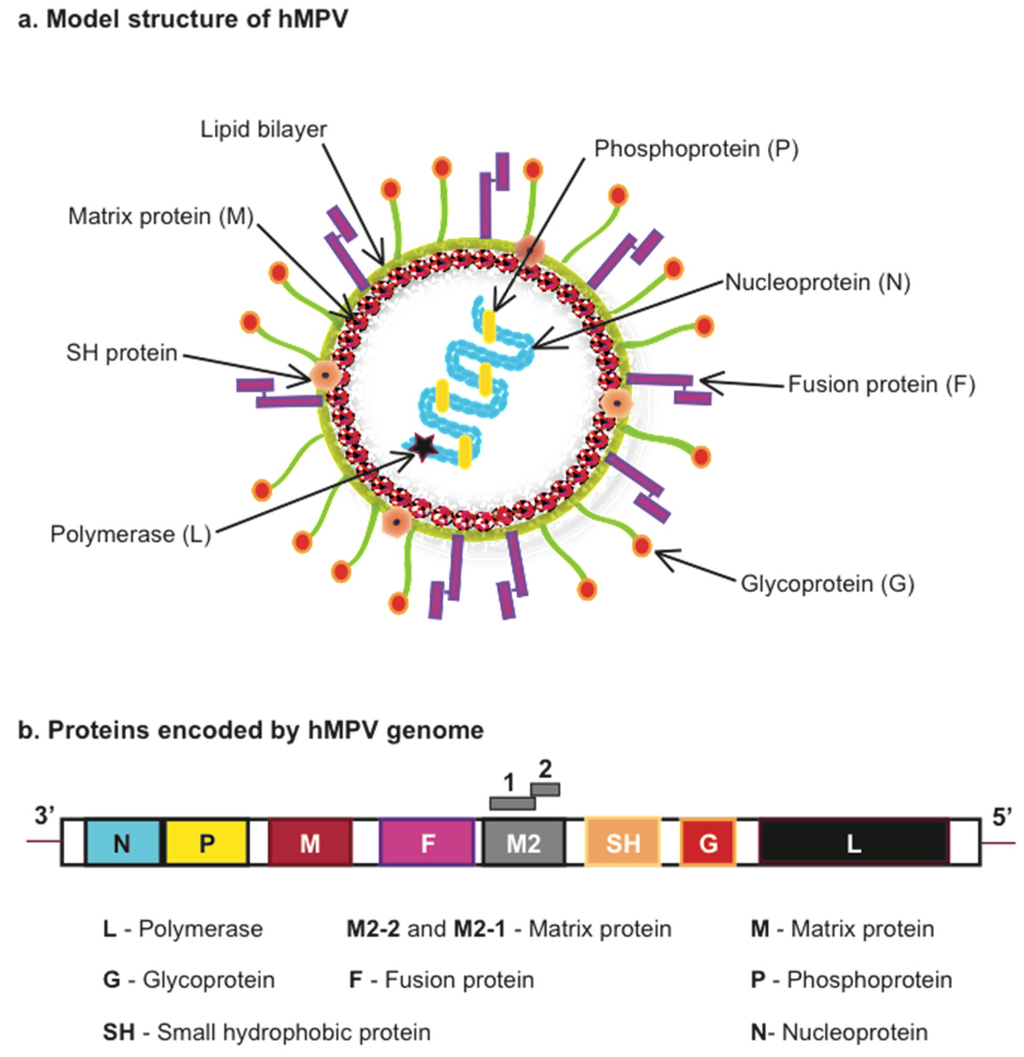 Pathogens Free FullText Immune Response to Human Metapneumovirus Infection What We Have