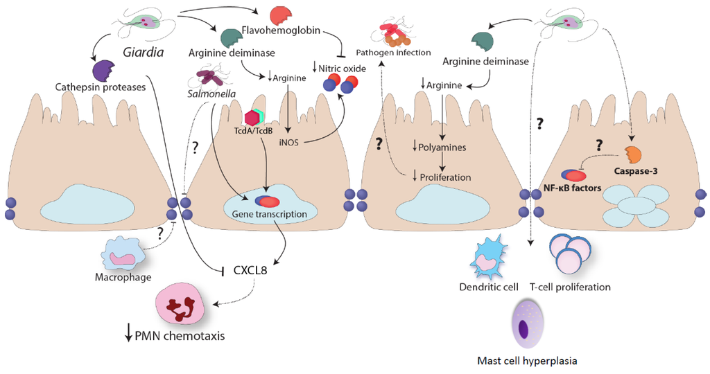 giardiasis immune response