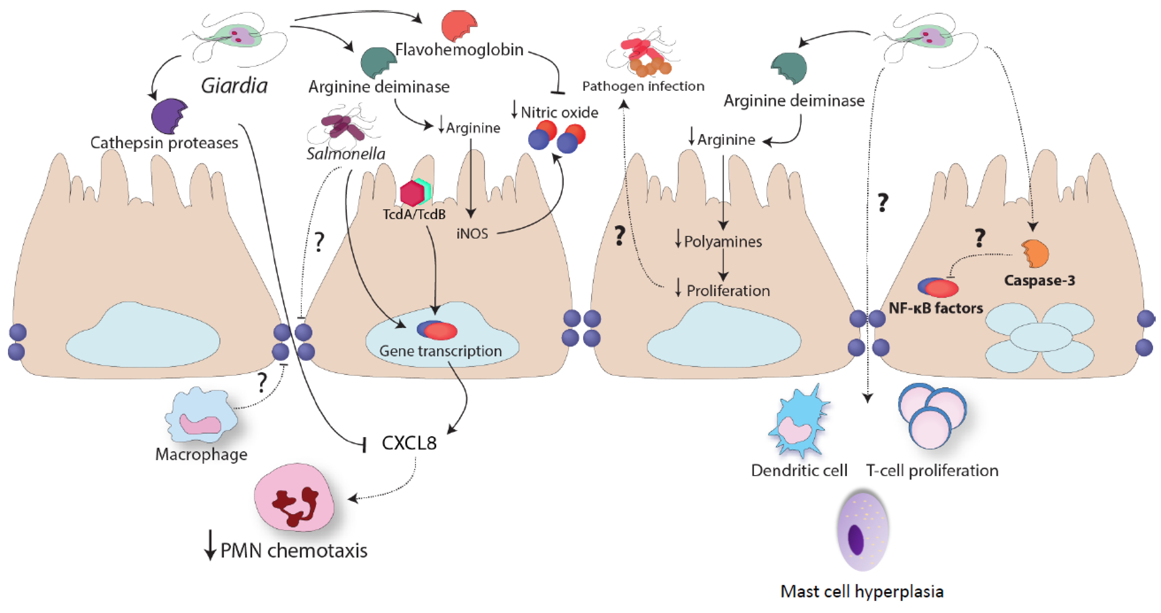giardiasis host immune response
