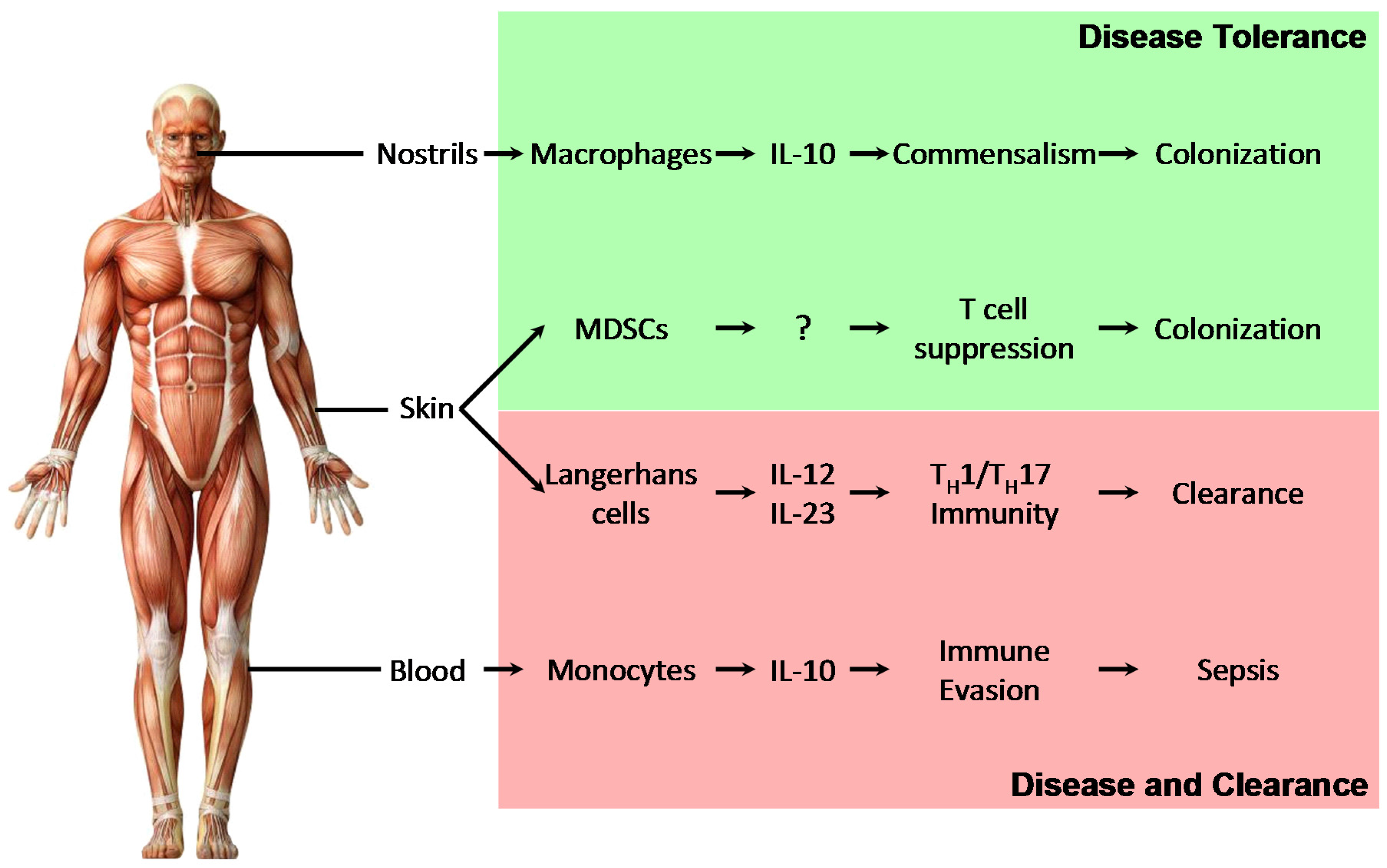 Staphylococcus aureus in intestines: symptoms and treatment 51 Staphylococcus aureus in intestines: symptoms and treatment 99