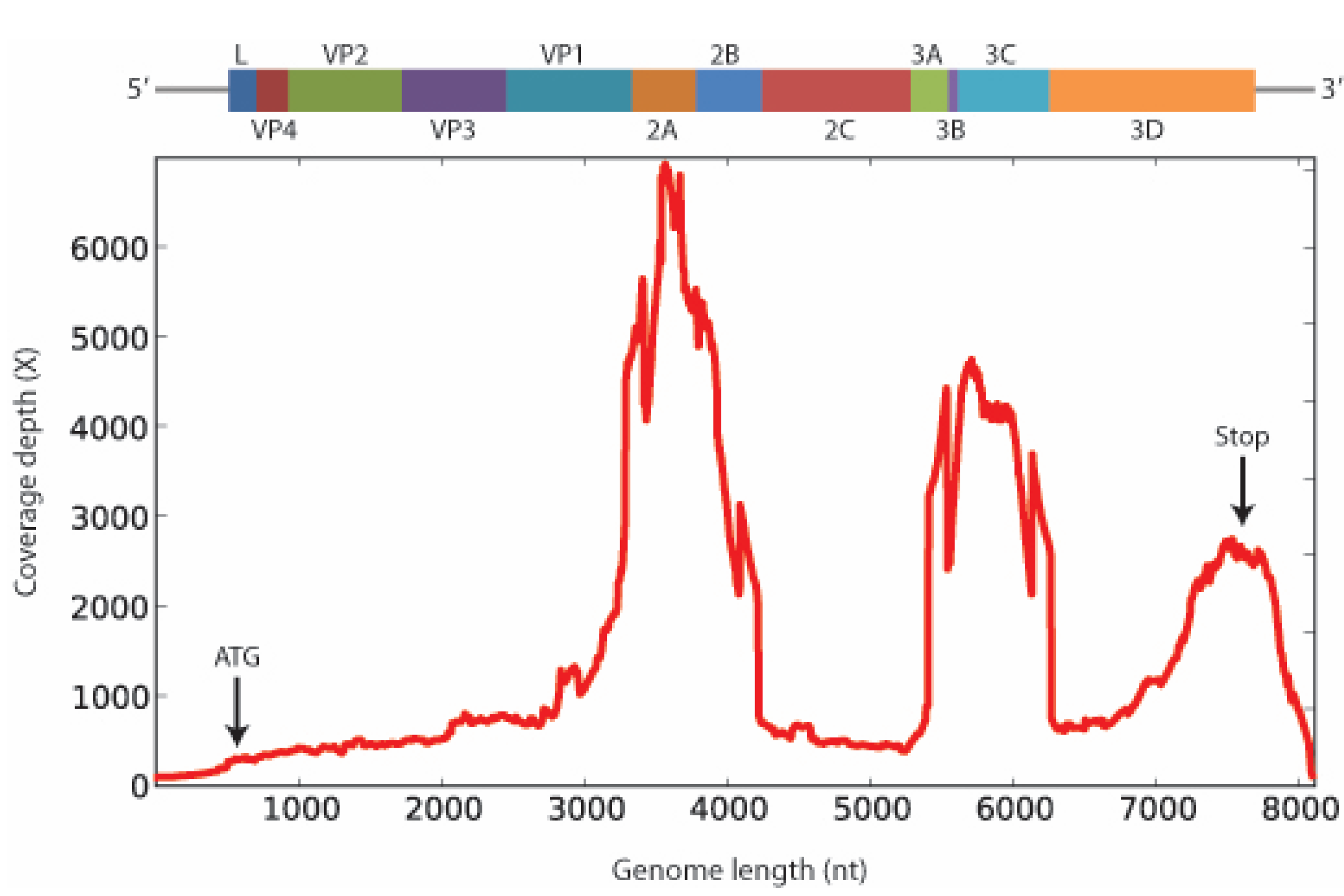Pathogens 04 00816 g001