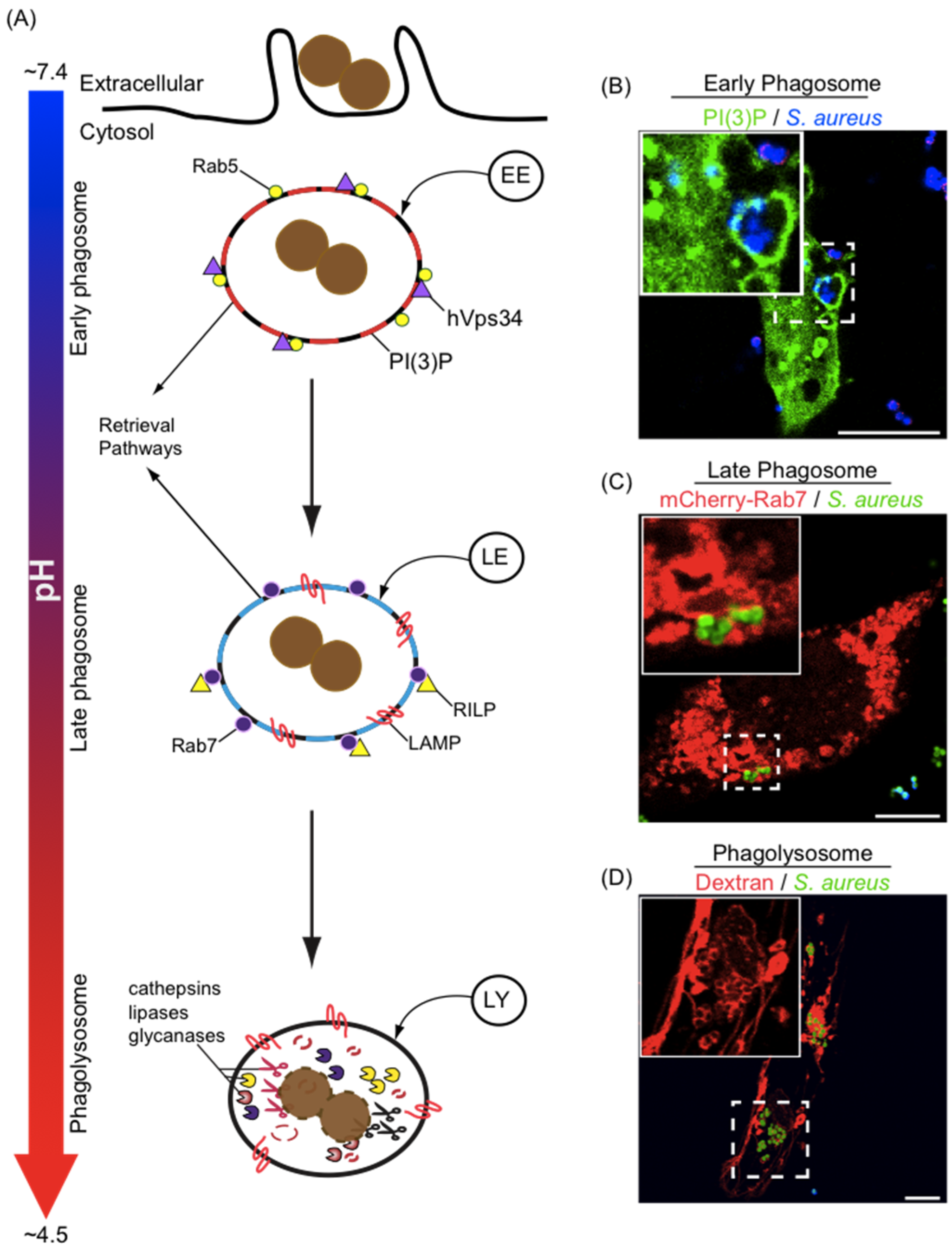 Pathogens 04 00826 g002