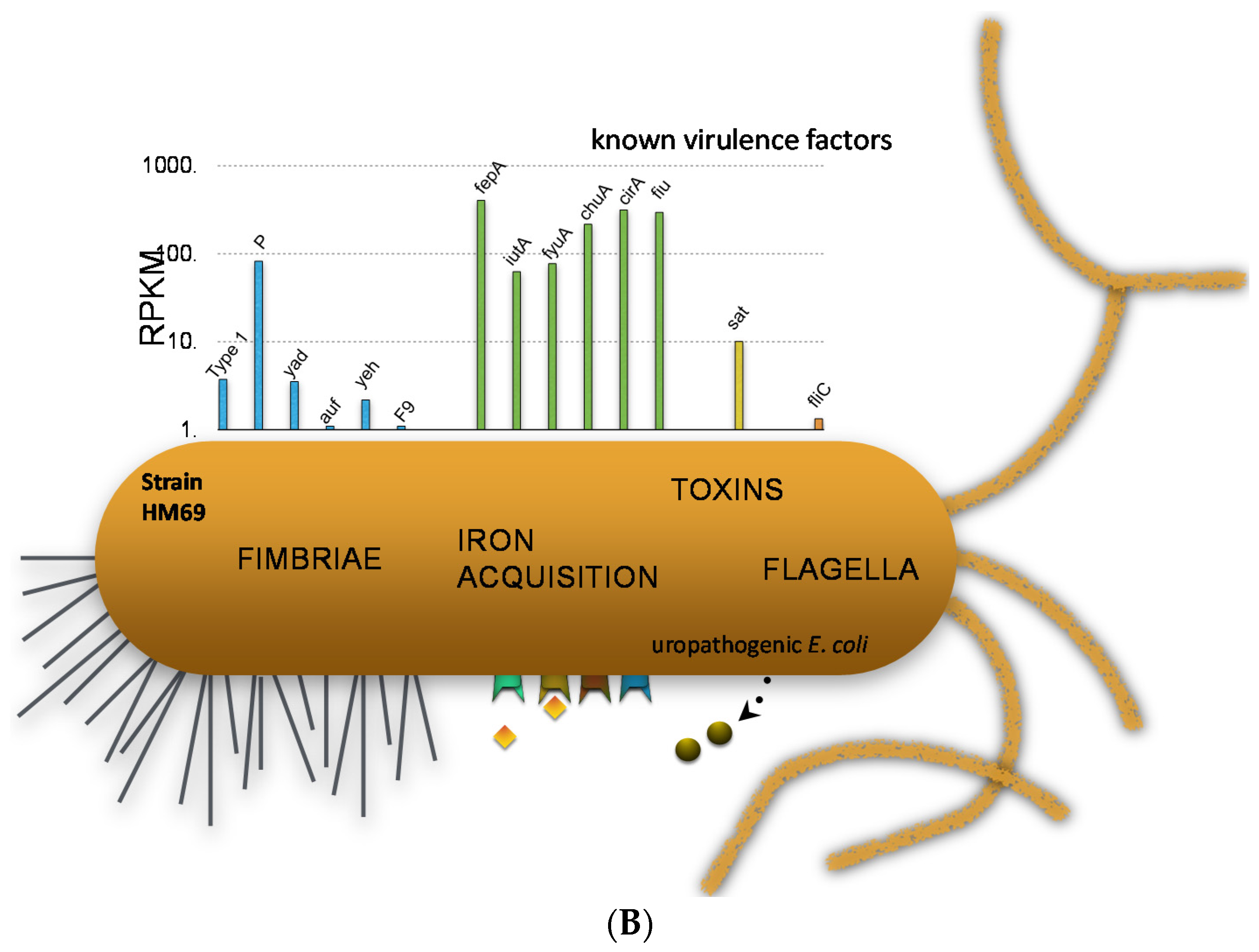 Pathogens 05 00007 g004b
