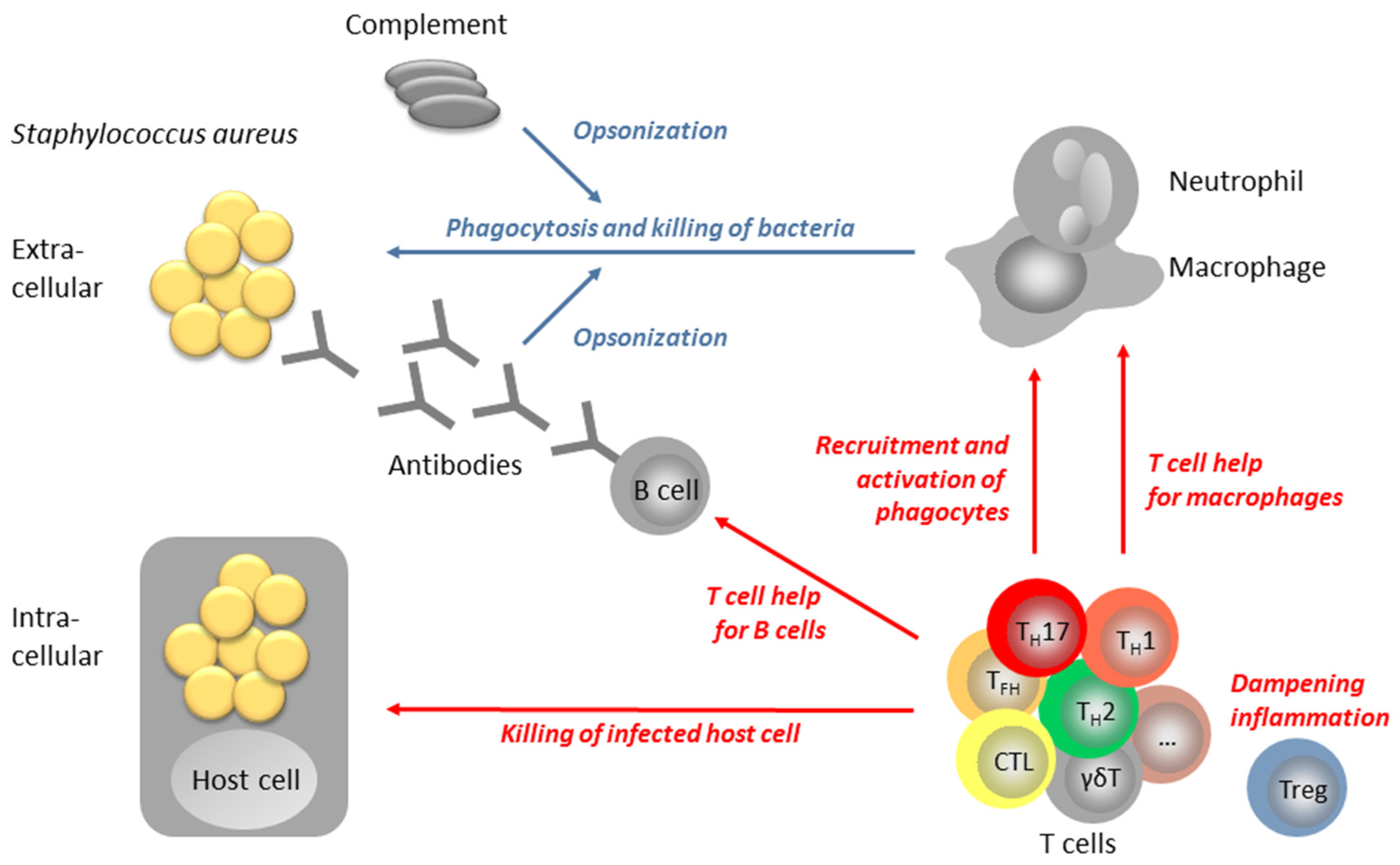 Staphylococcus aureus bacteria turns immune system against itself