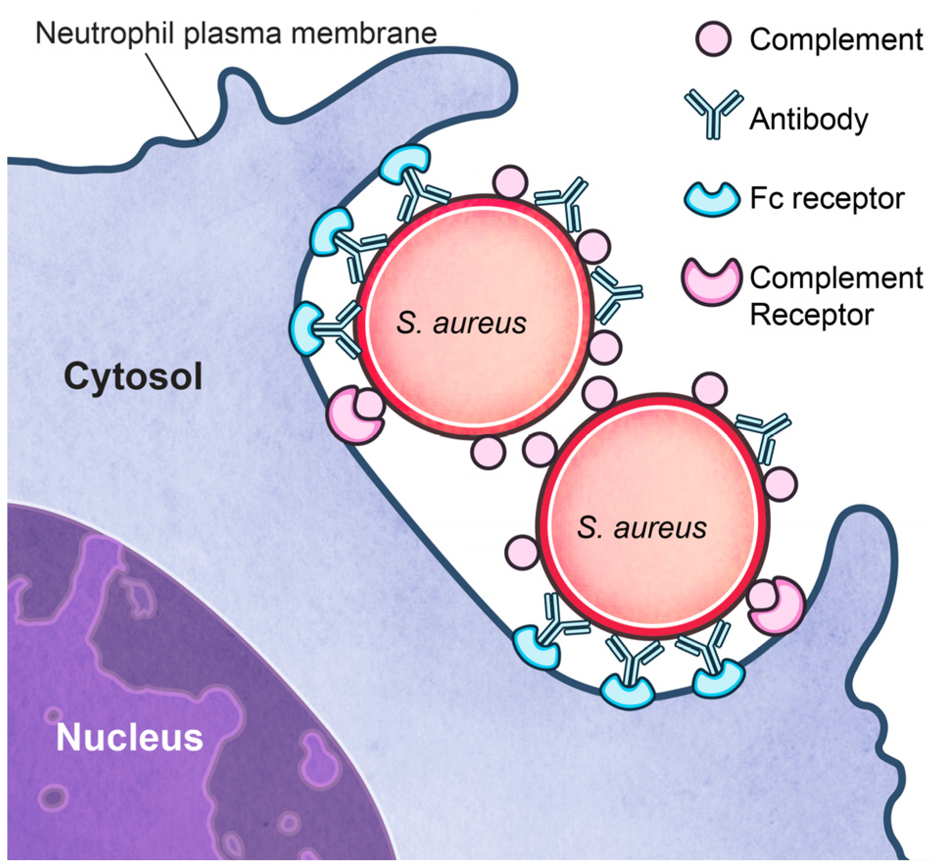 Staphylococcus aureus