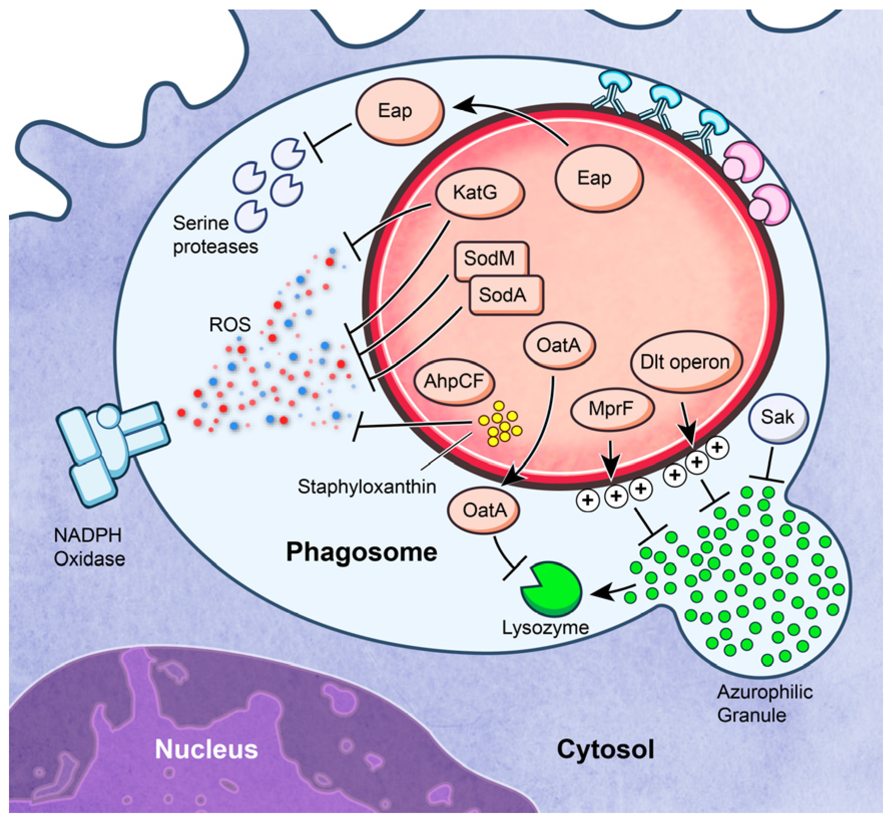 Pathogens 05 00032 g003
