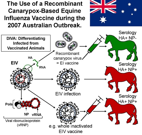 Pathogens Free Full Text The Use Of A Recombinant Canarypox Based Equine Influenza Vaccine During The 2007 Australian Outbreak A Systematic Review And Summary Html [ 474 x 500 Pixel ]