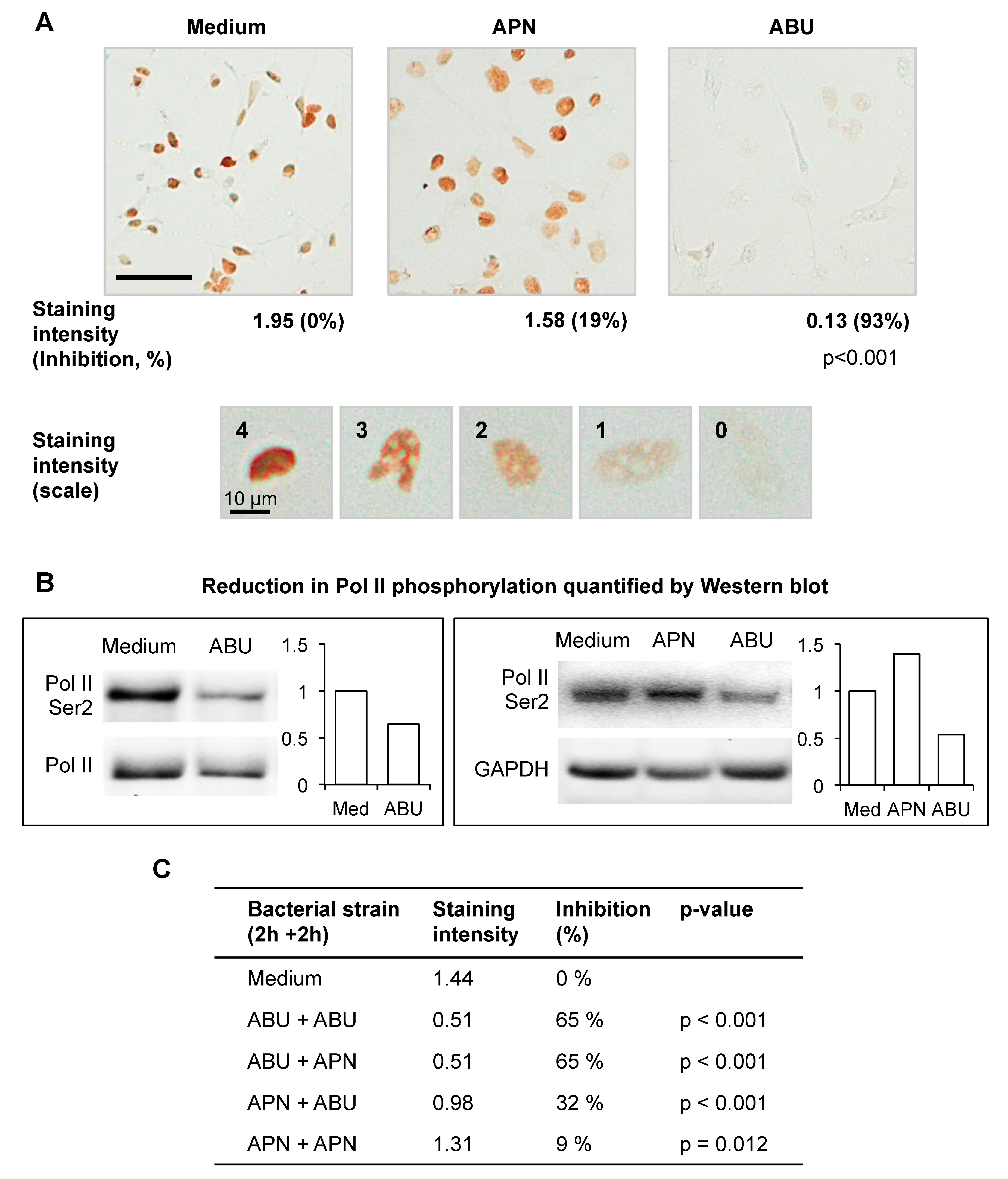 Pathogens 05 00049 g002 1024