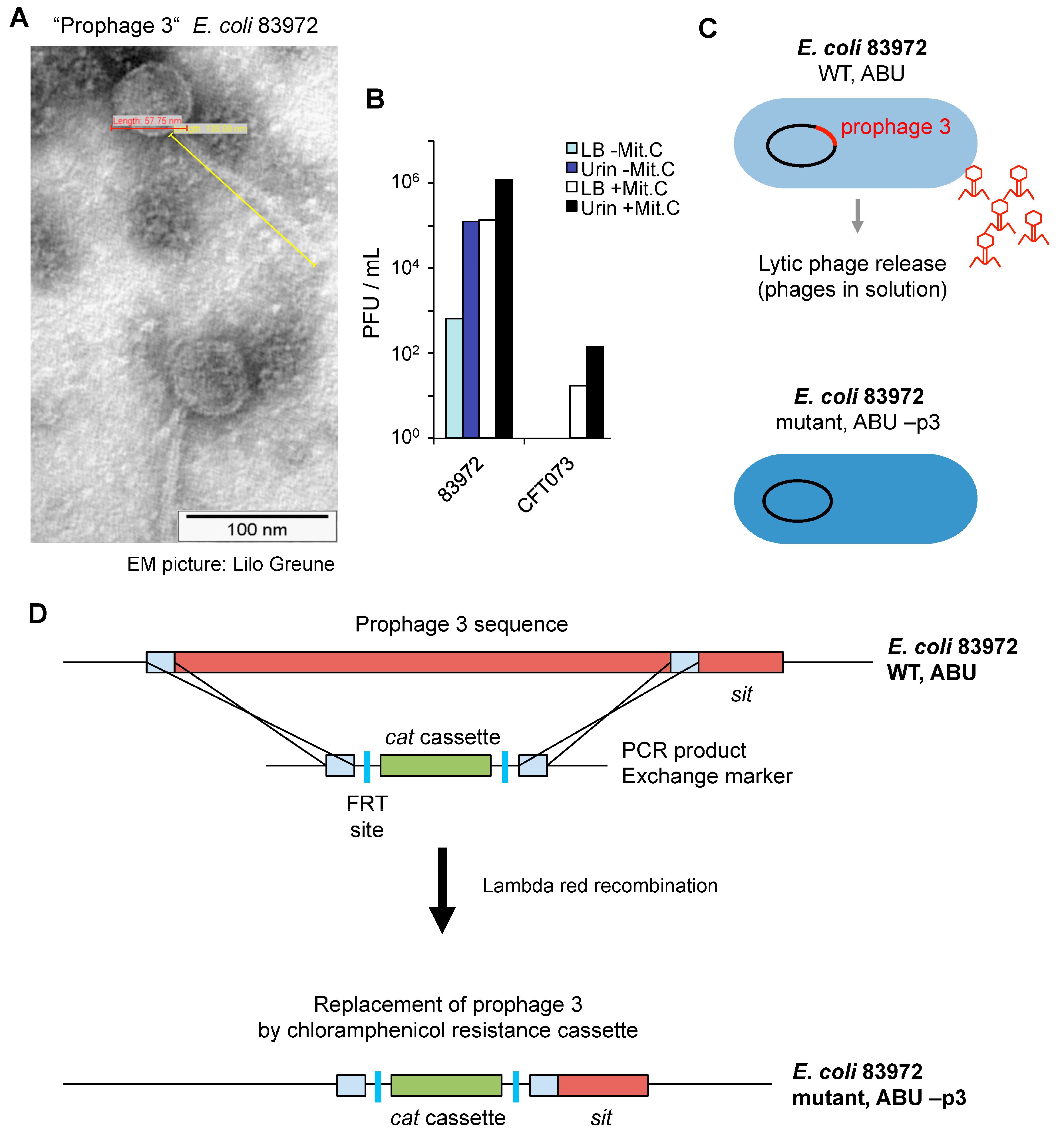 Pathogens 05 00049 g003 1024