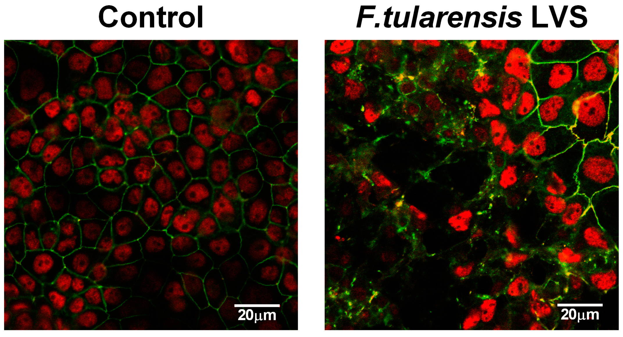 Pathogens 05 00053 g002