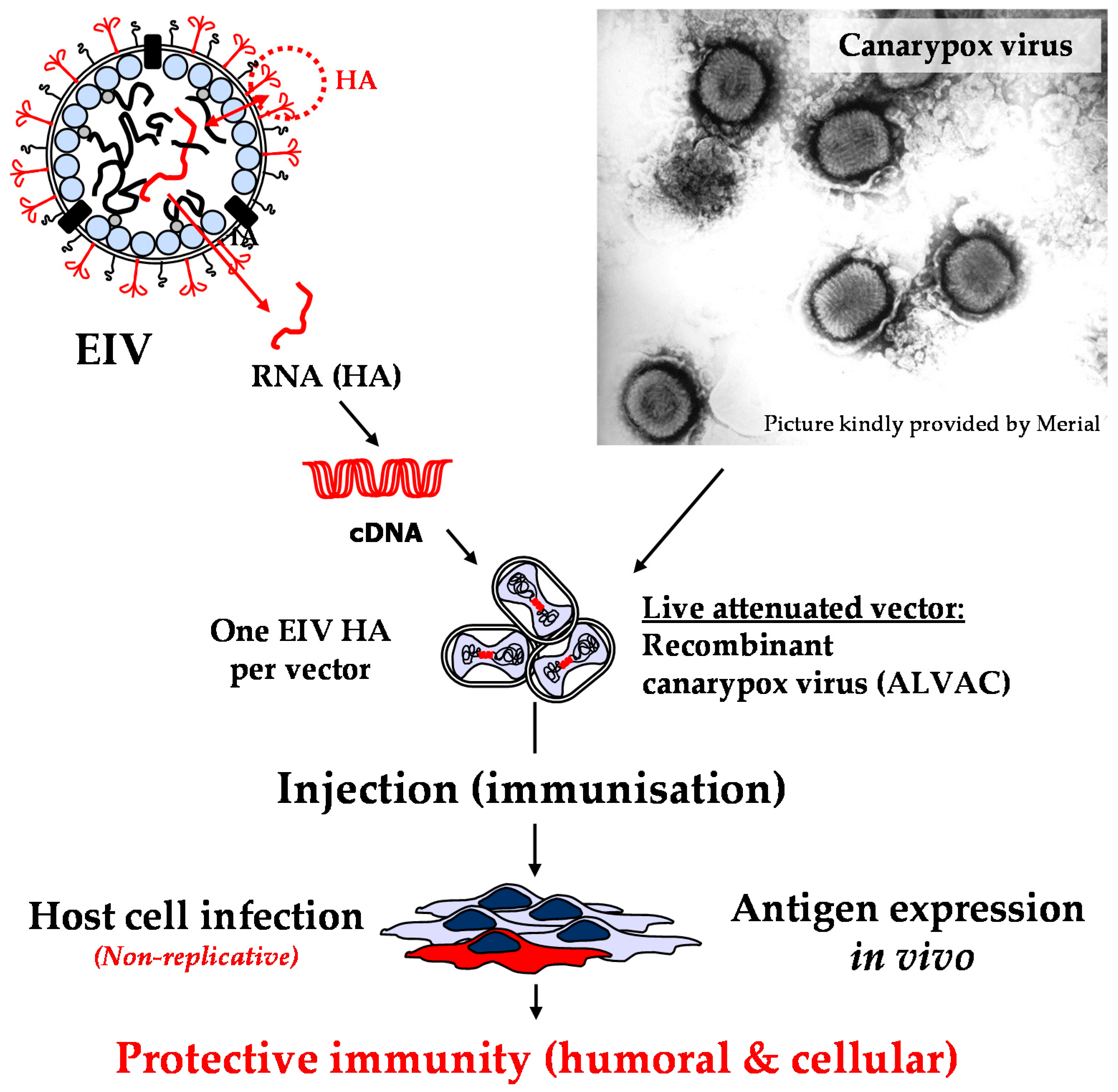 Pathogens Free FullText How to Meet the Last OIE Expert
