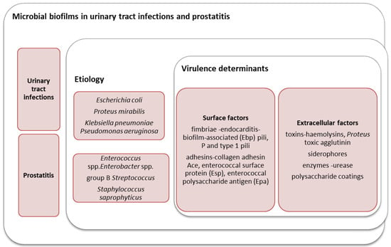 Prostatitis proteus vulgaris