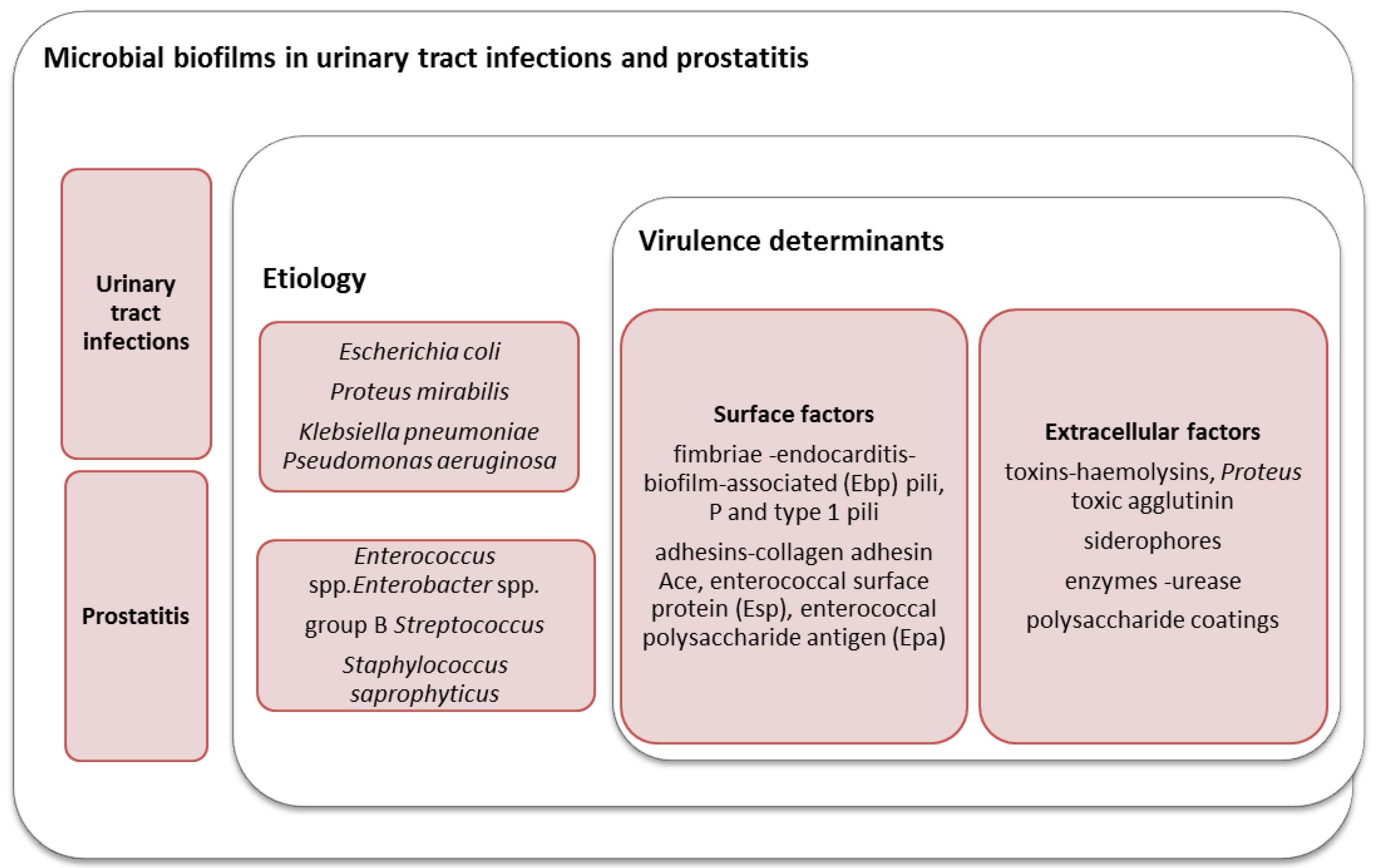 enterococcus és prostatitis)
