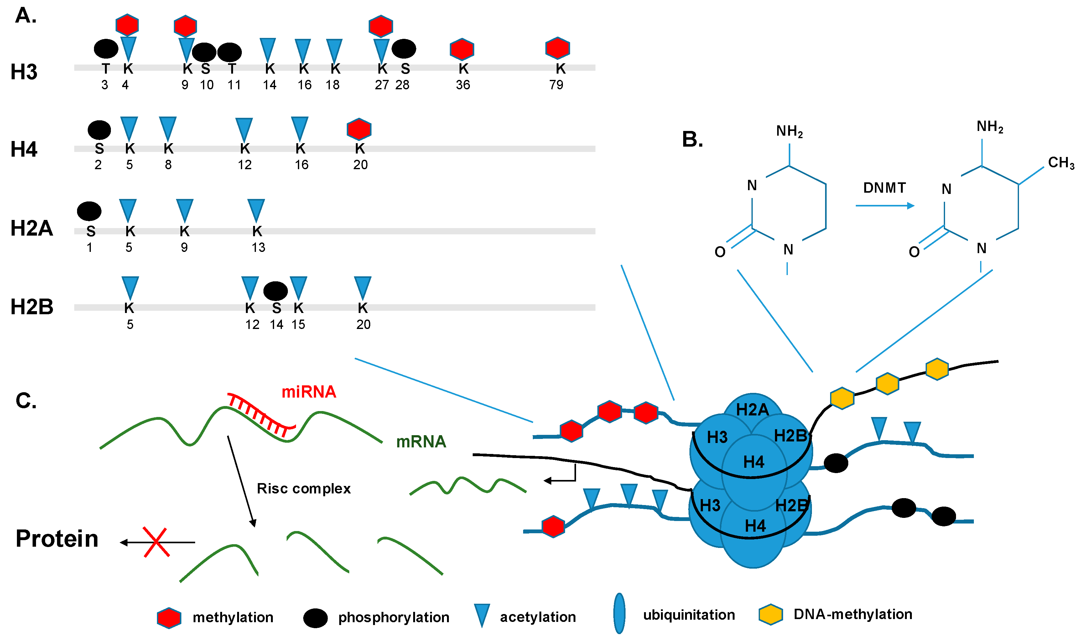 Pathogens | Free Full-Text | Epigenetic Landscape during Coronavirus Infection3451 x 2046